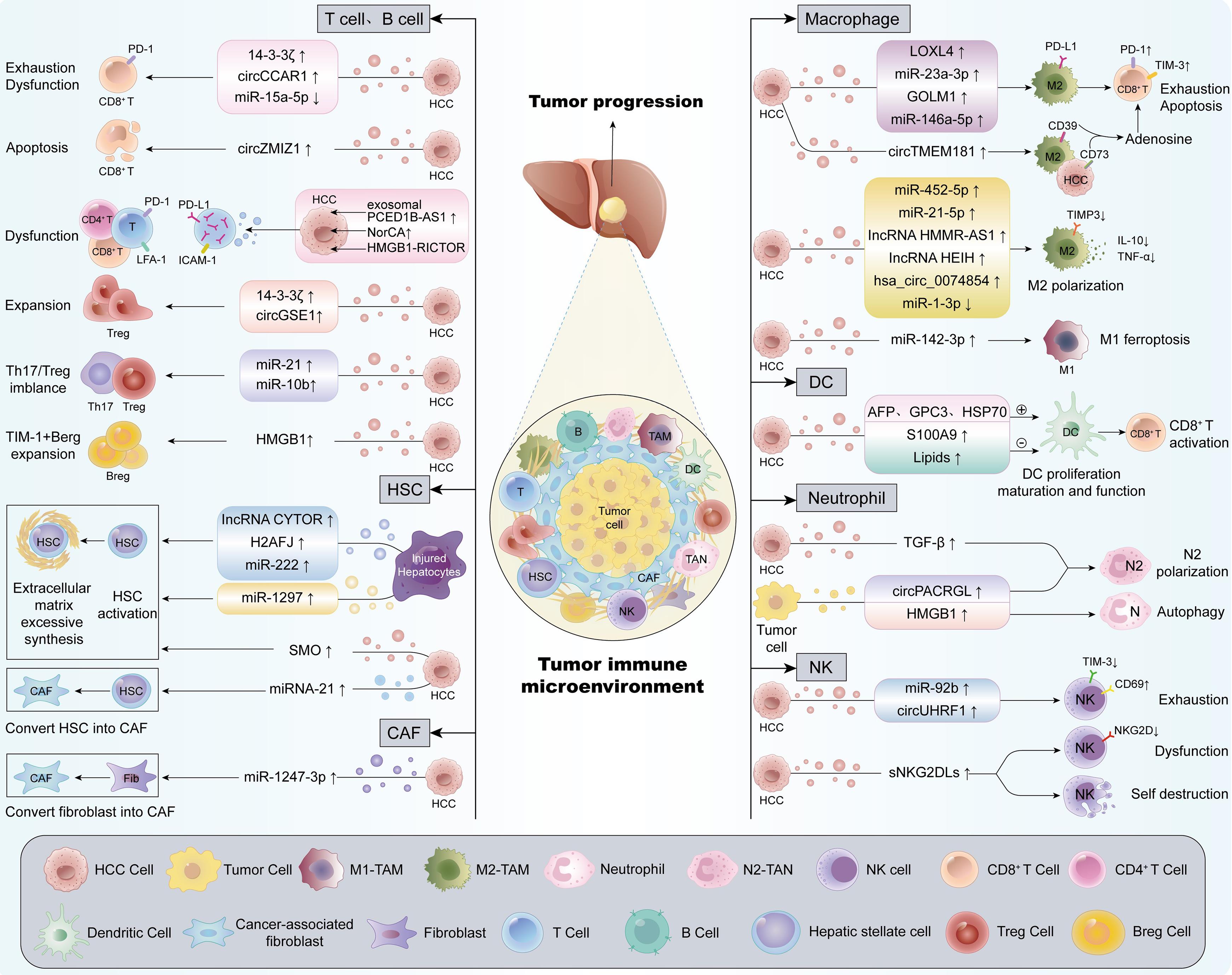 The role of HCC-derived exosomes in mediating crosstalk within the tumor immune microenvironment and promoting HCC progression.