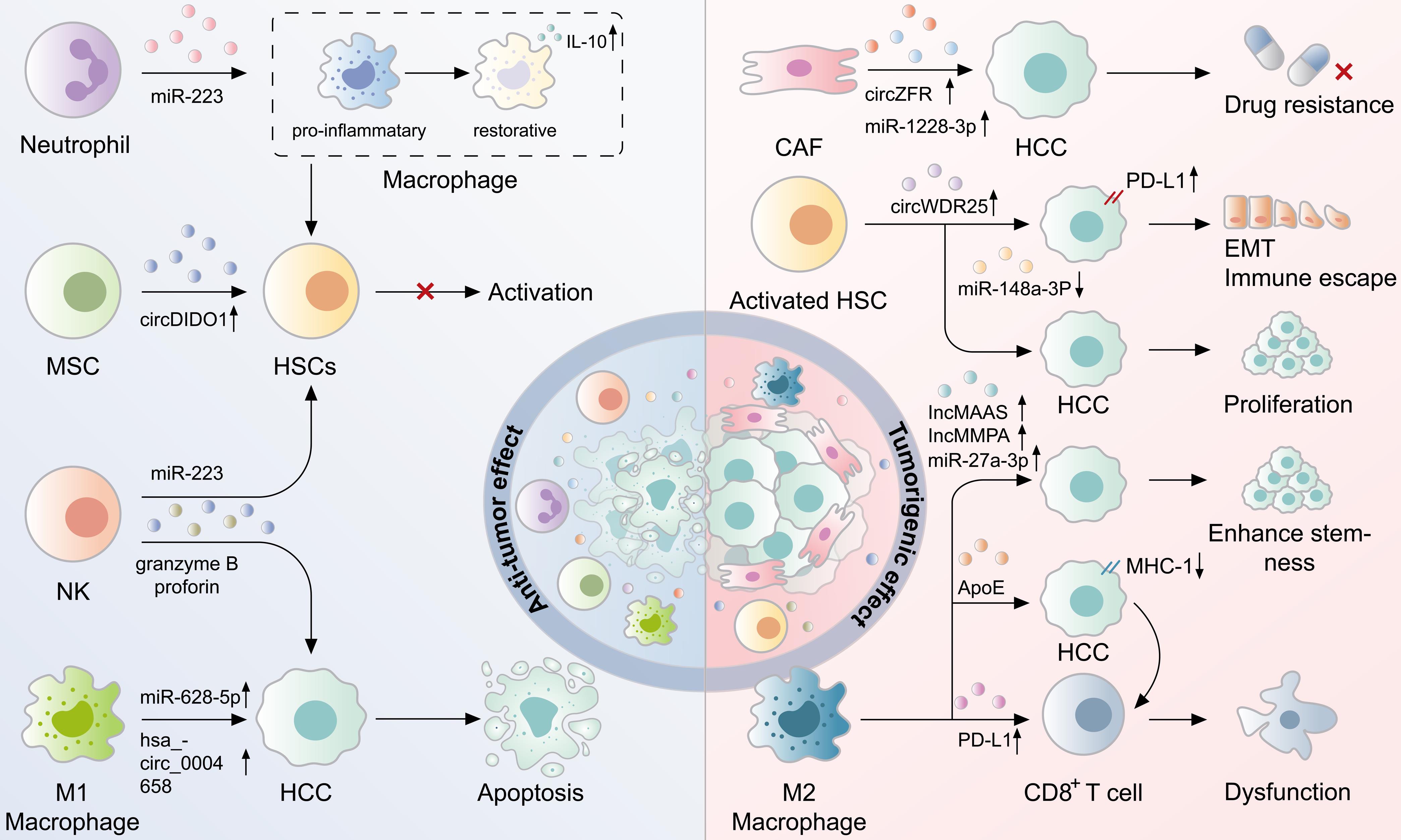 The roles of non-HCC-derived exosomes in mediating crosstalk within the tumor immune microenvironment and HCC development.