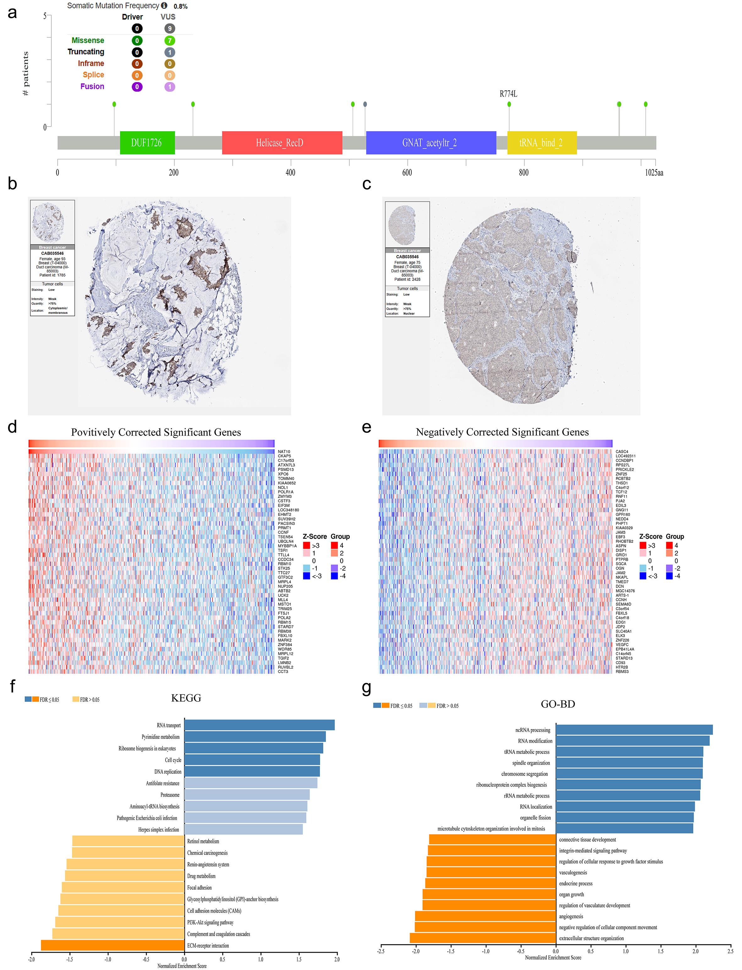 Molecular and functional characterization of NAT10 in breast invasive carcinoma (BRCA).