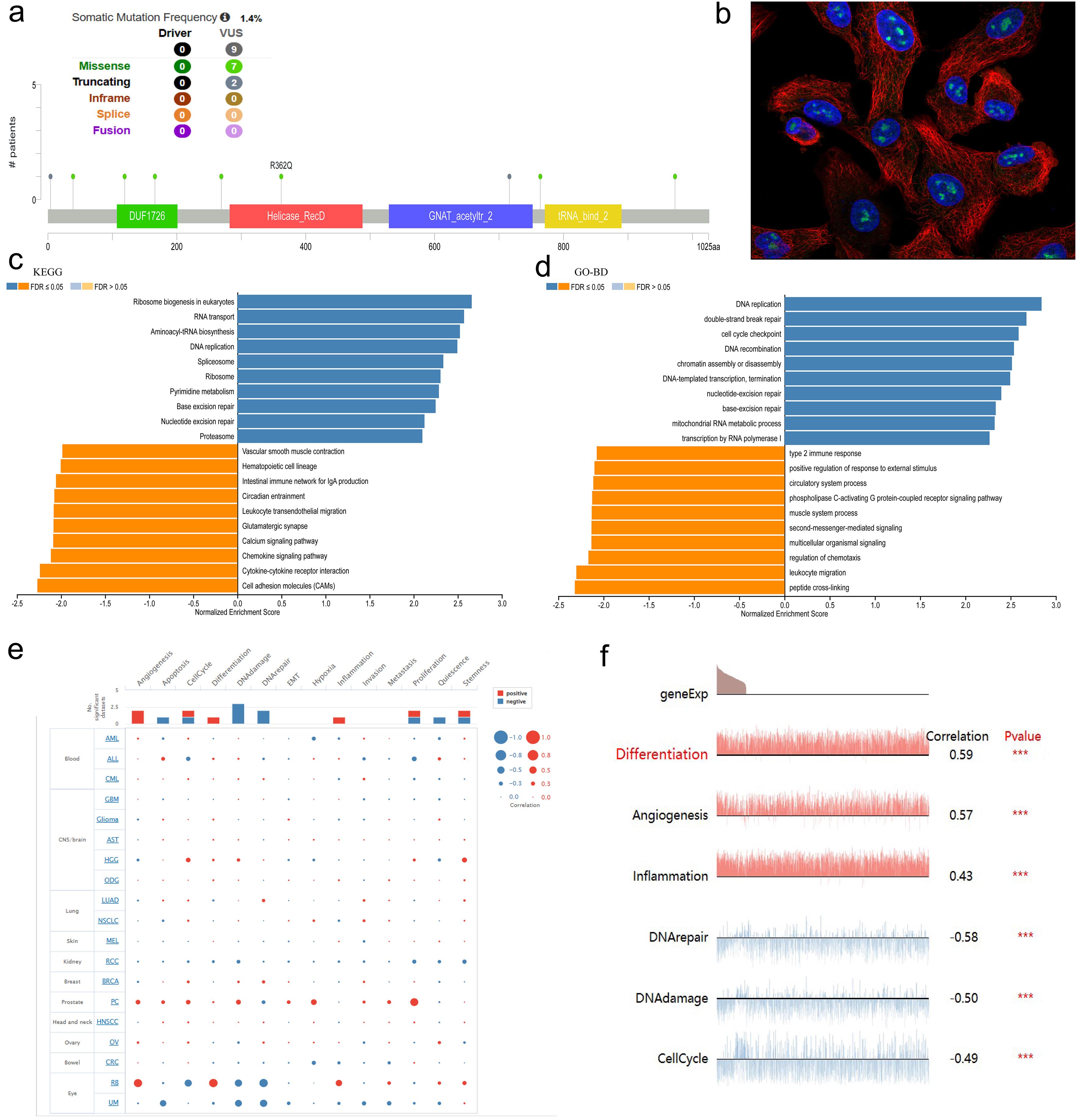 Molecular and functional characterization of NAT10 in ESCA.
