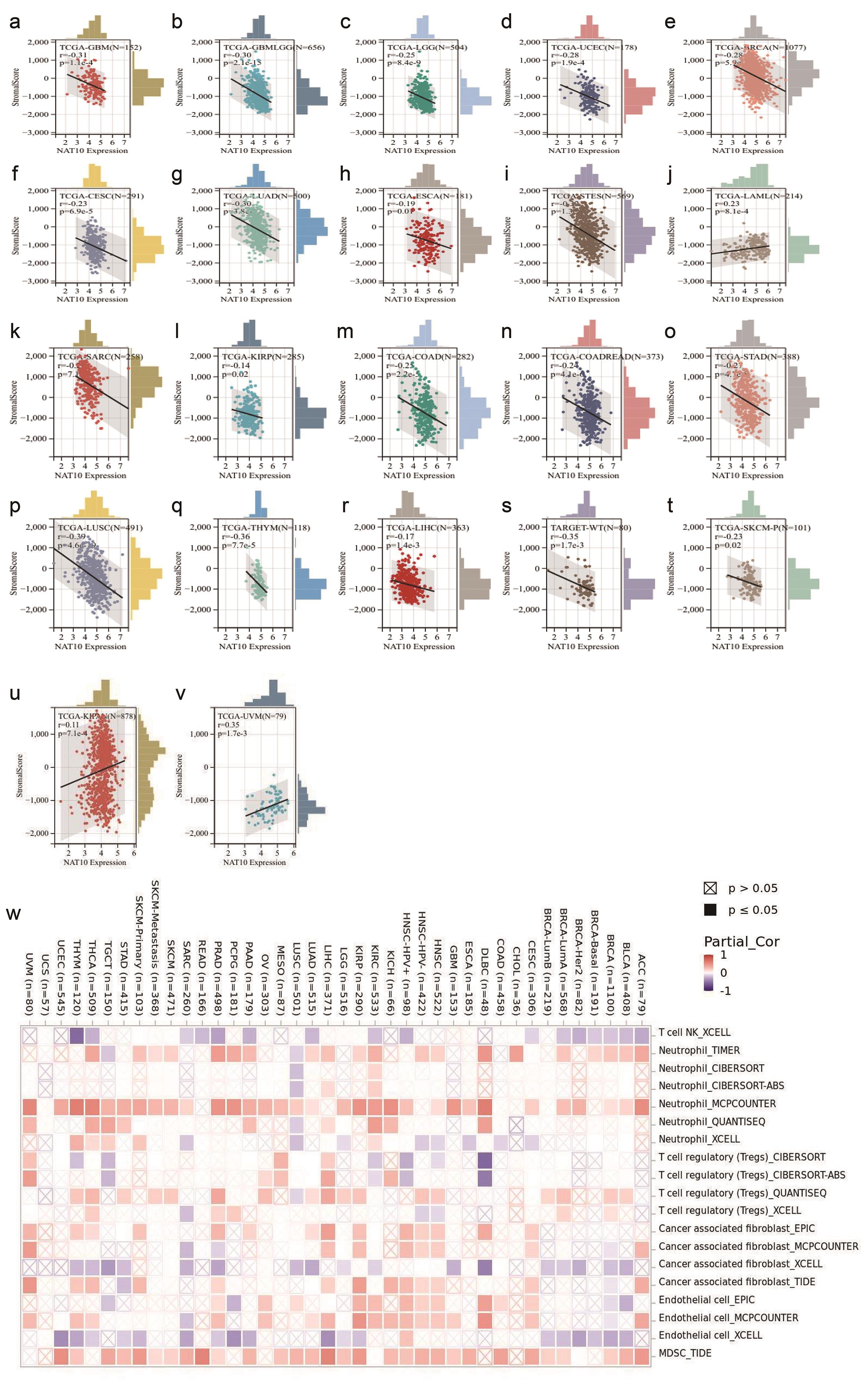 Associations between <italic>NAT10</italic> expression and tumor microenvironment-related features across cancer types.