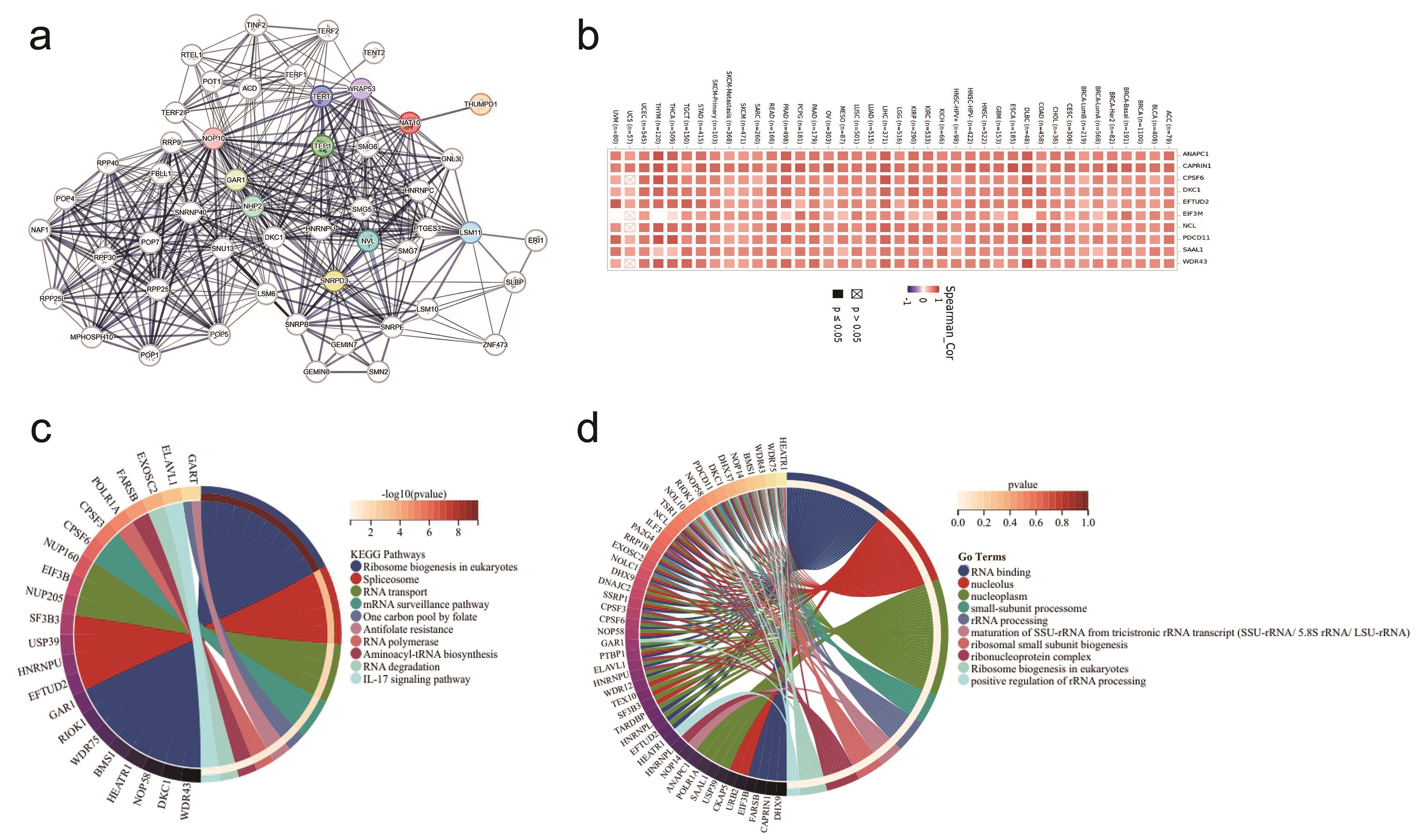NAT10-related protein interaction, gene-correlation, and enrichment analyses.