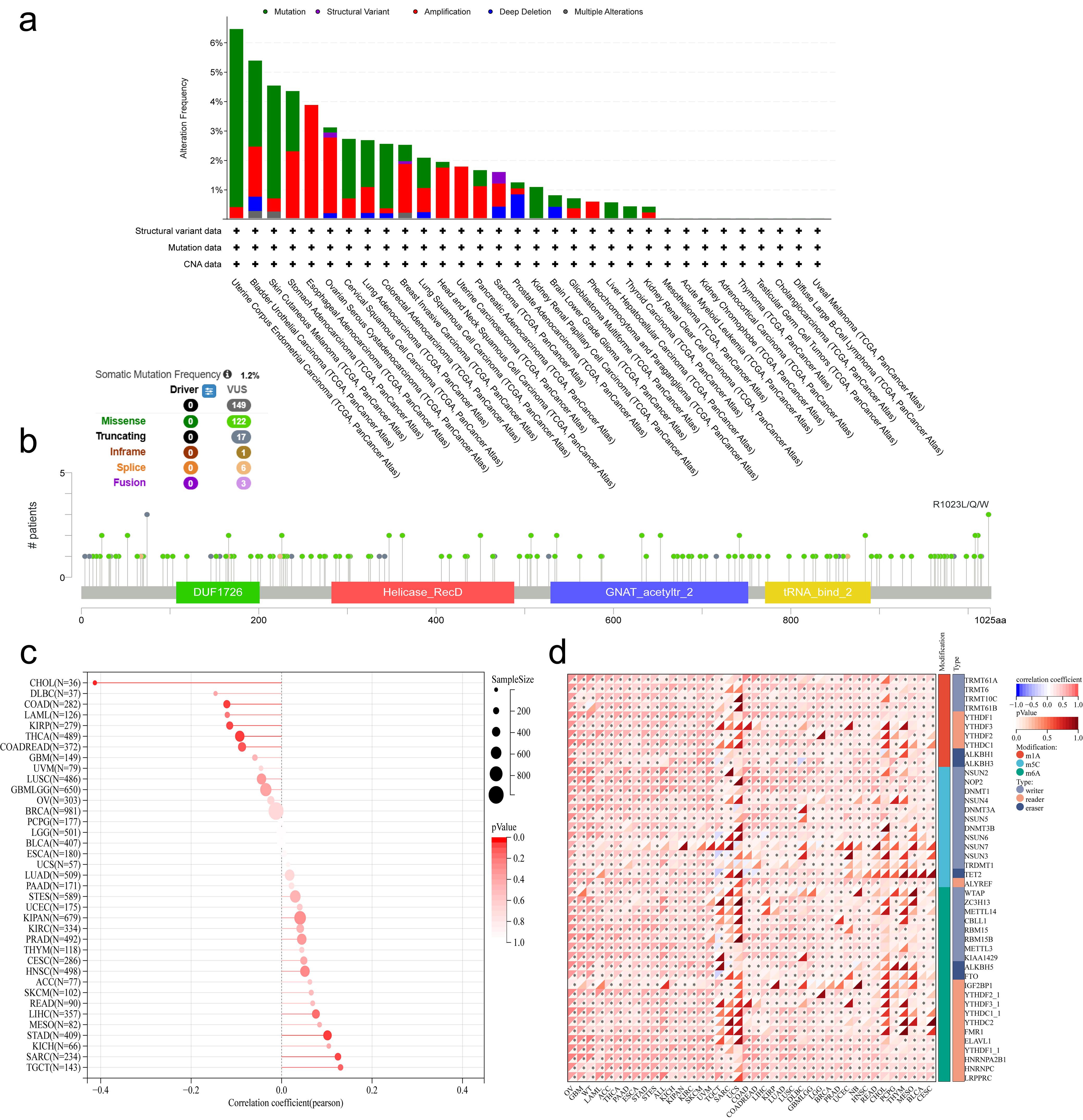 Genomic alterations of NAT10 and associated molecular features across cancers.