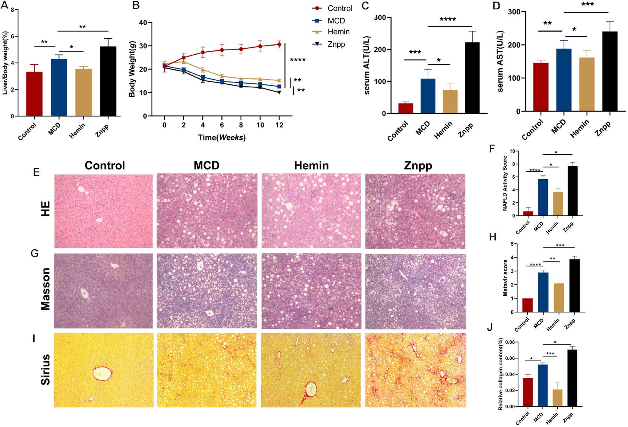 Mice fed with MCD diet developed steatohepatitis-related liver fibrosis.