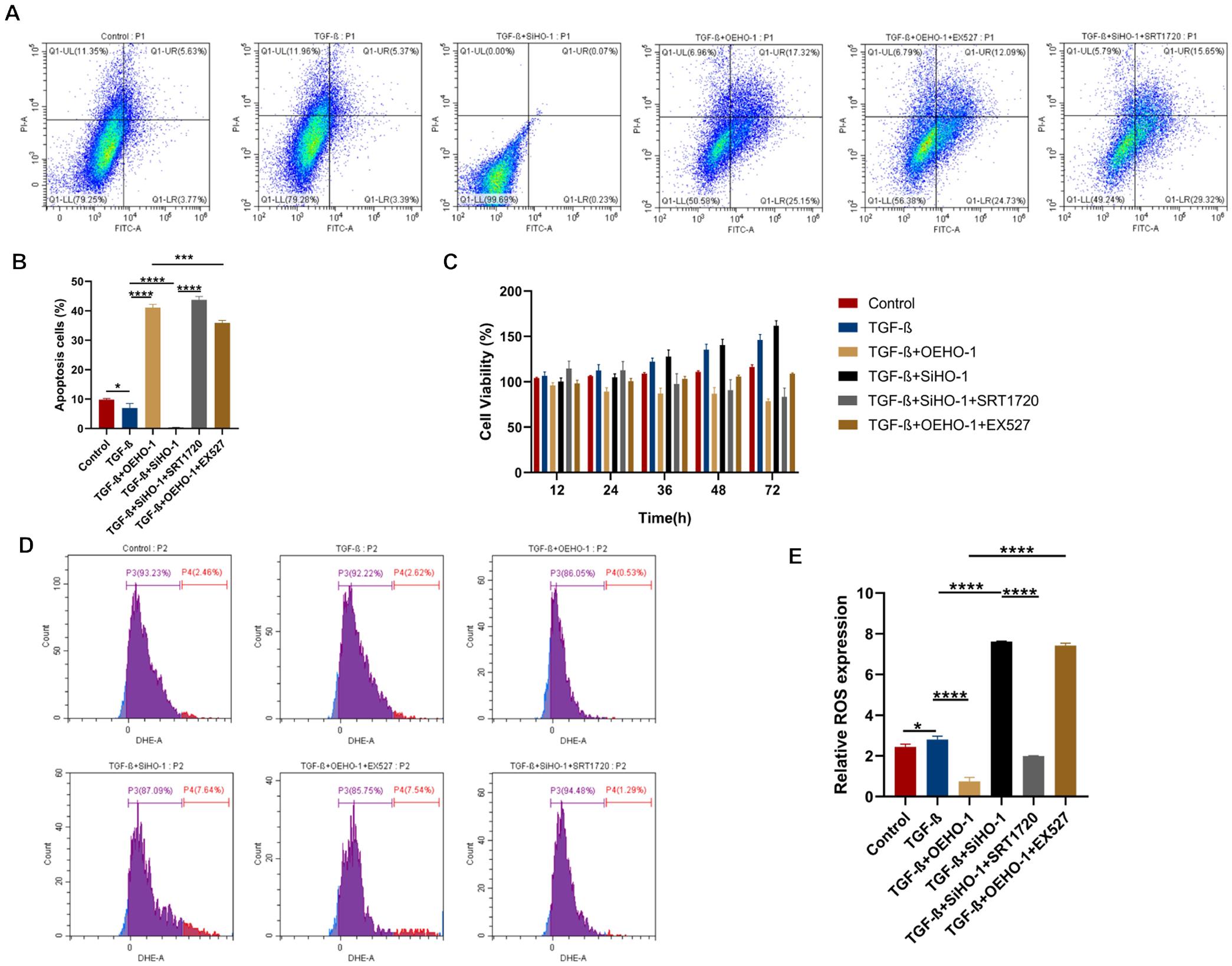 The effects of HO-1 knockdown and overexpression, SIRT1 activation, and inhibition on LX2 cell proliferation, apoptosis, and ROS production.