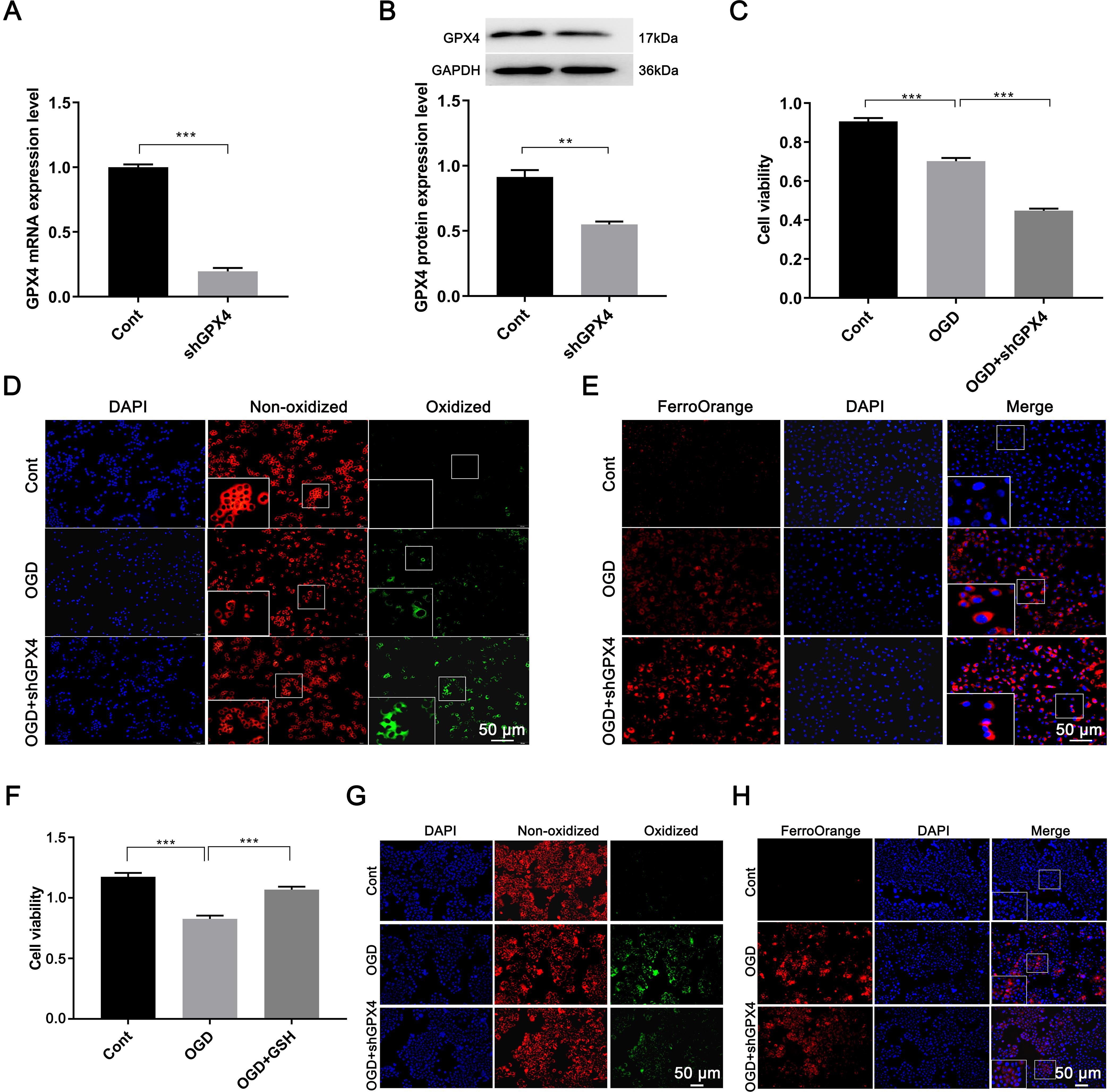 <italic>GPX4</italic> expression and degree of ferroptosis after <italic>GPX4</italic> knockdown, and the therapeutic effect of glutathione.