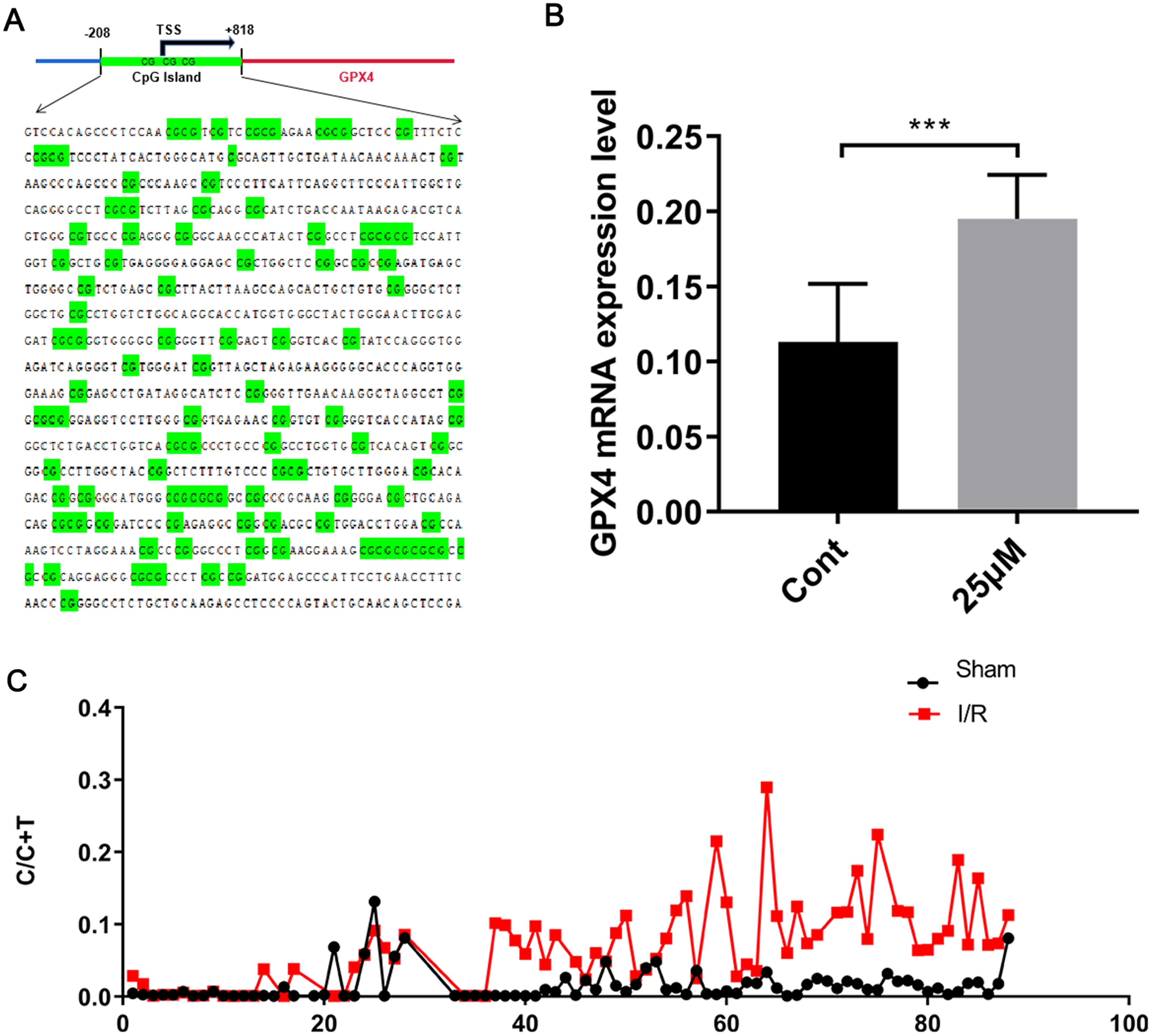 Methylation level of the <italic>GPX4</italic> promoter after hepatic ischemia-reperfusion injury.