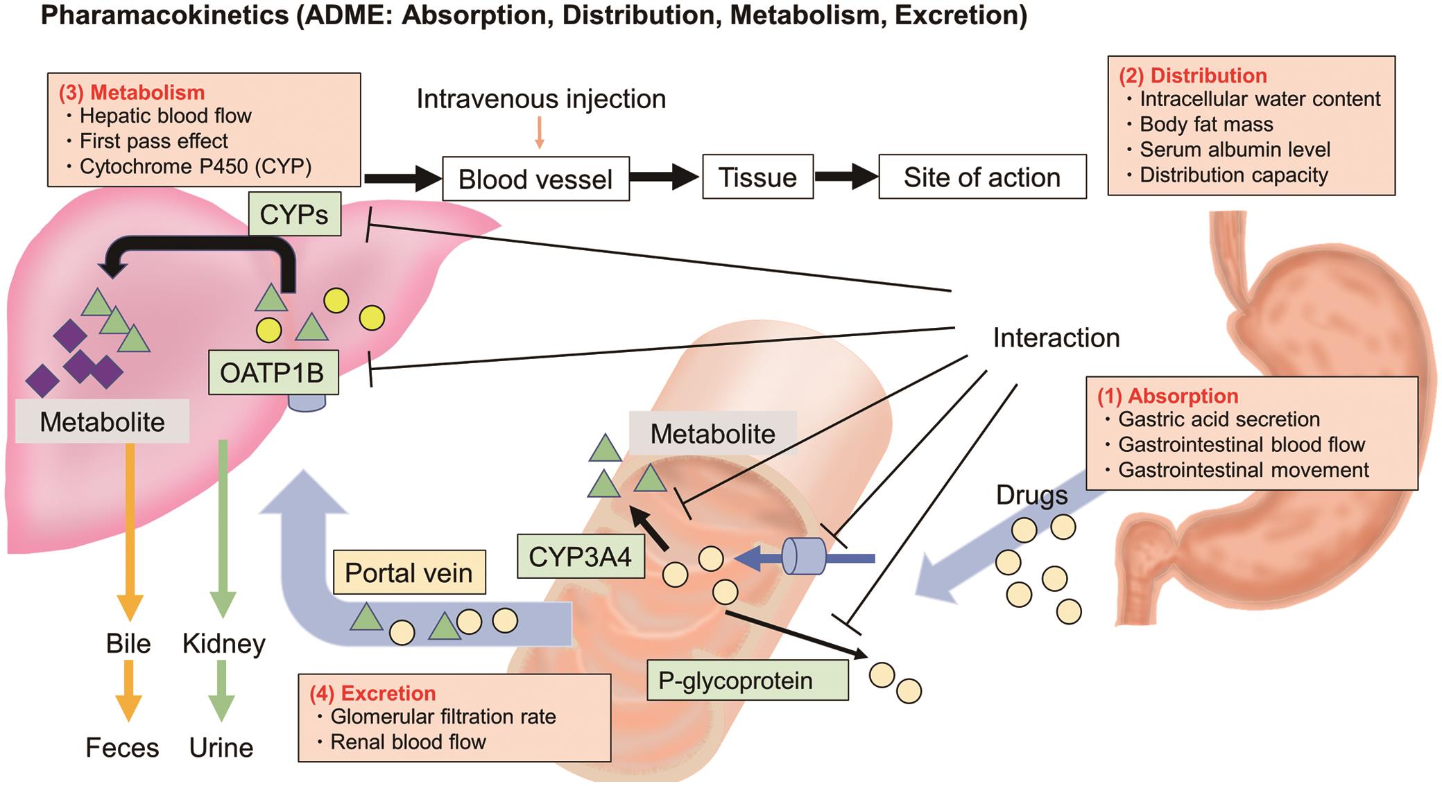 Pharmacokinetics (ADME: Absorption, Distribution, Metabolism, Excretion).