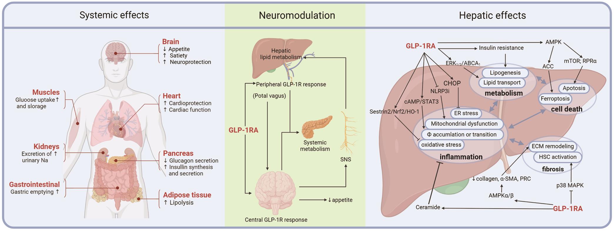 Systemic, neuromodulatory, and hepatic effects of GLP-1RA.