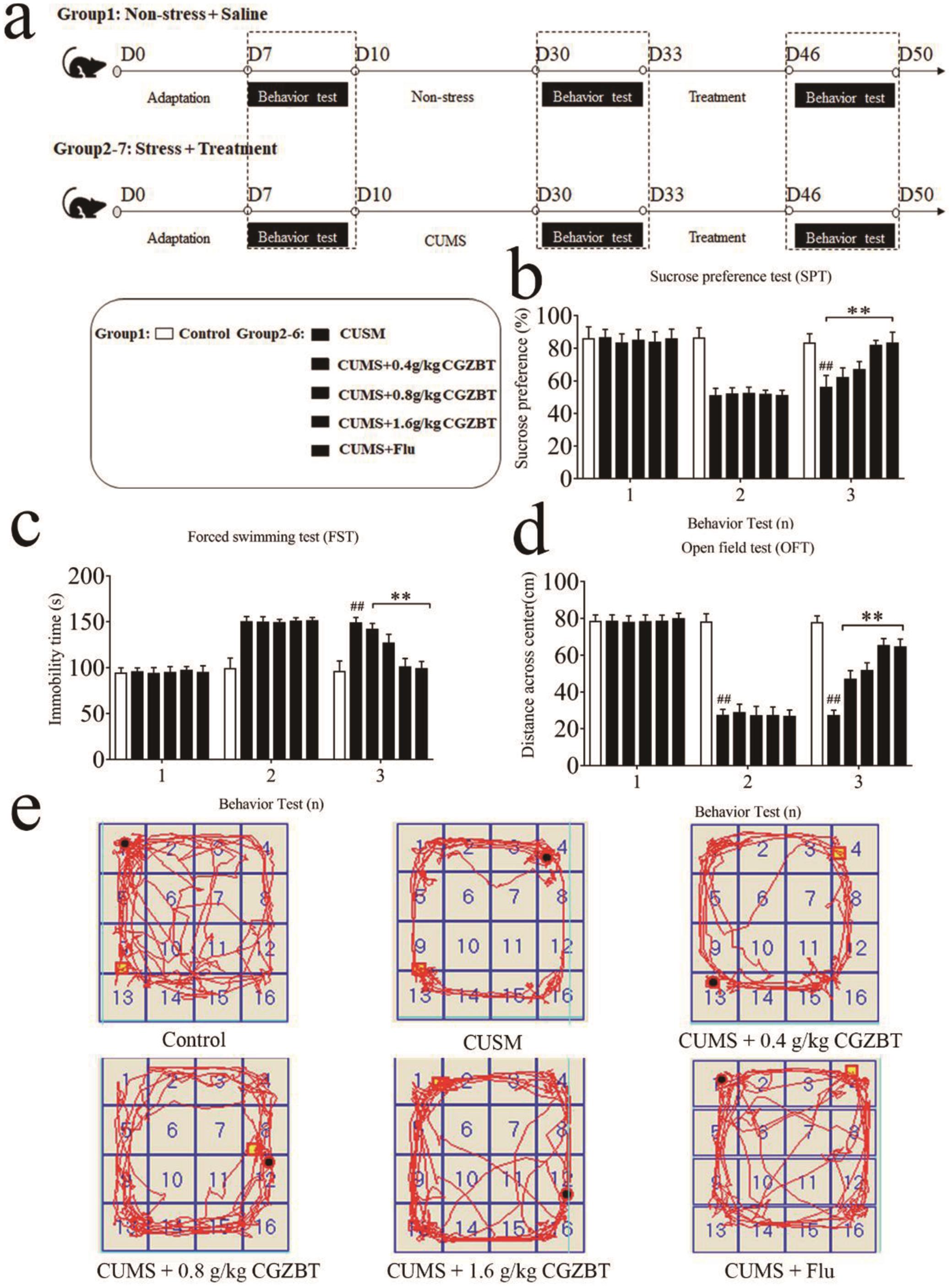 CGZBT ameliorates depression-like behaviors in CUMS rats.