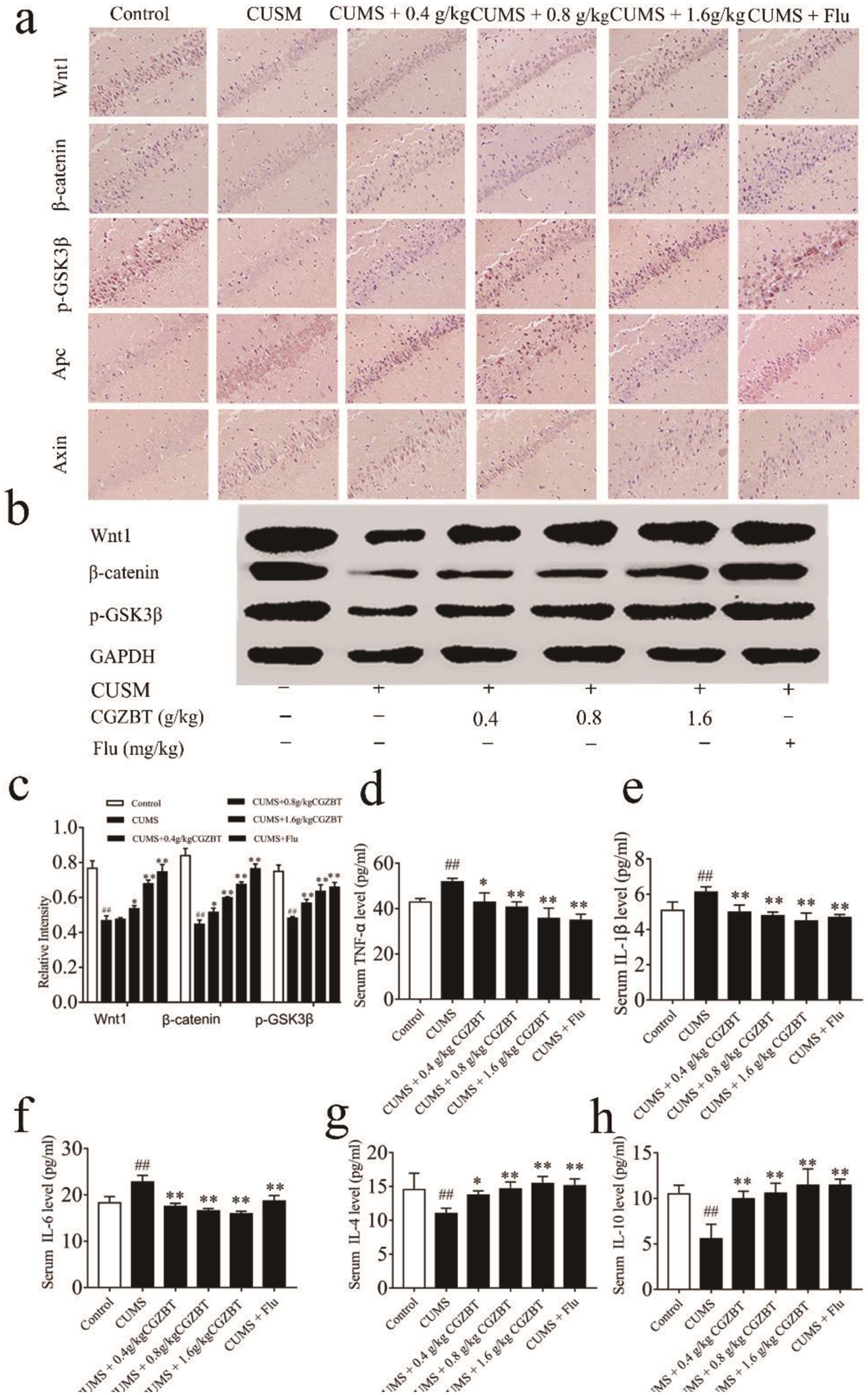 CGZBT suppresses the GSK-3β activity to enhance the Wnt/β-catenin signaling activation and inhibits inflammation in the hippocampal tissues of CUMS rats.