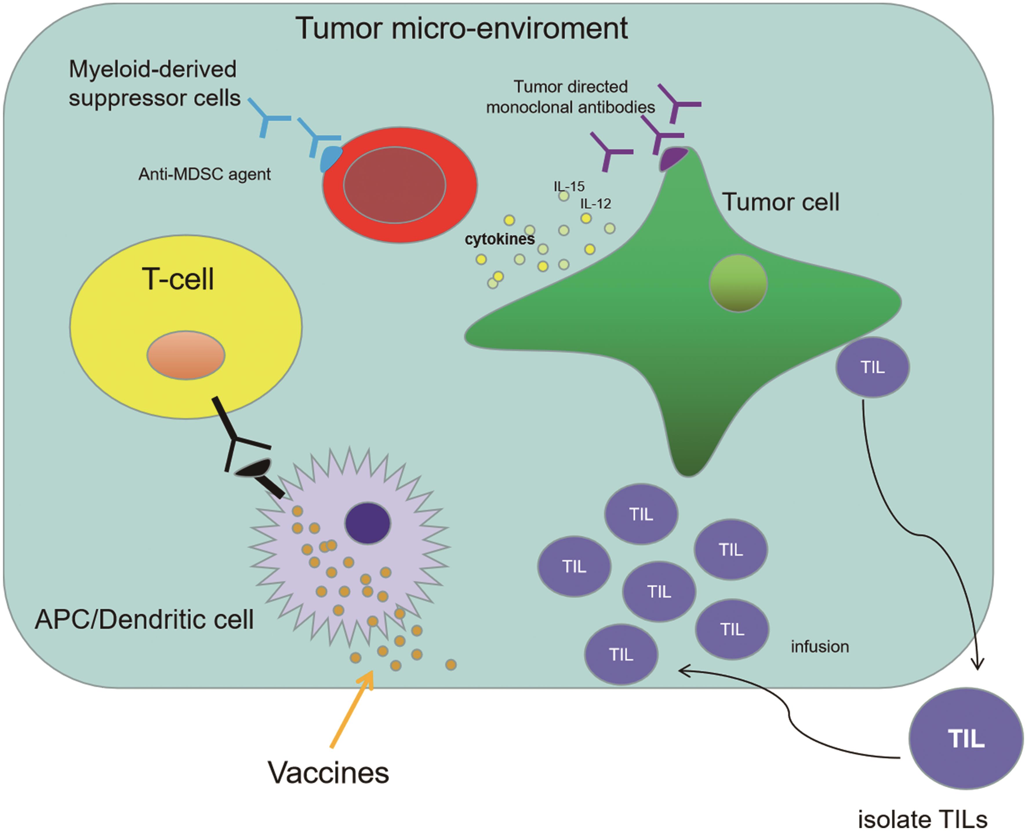 Cancer immunotherapy approaches in BTC.
