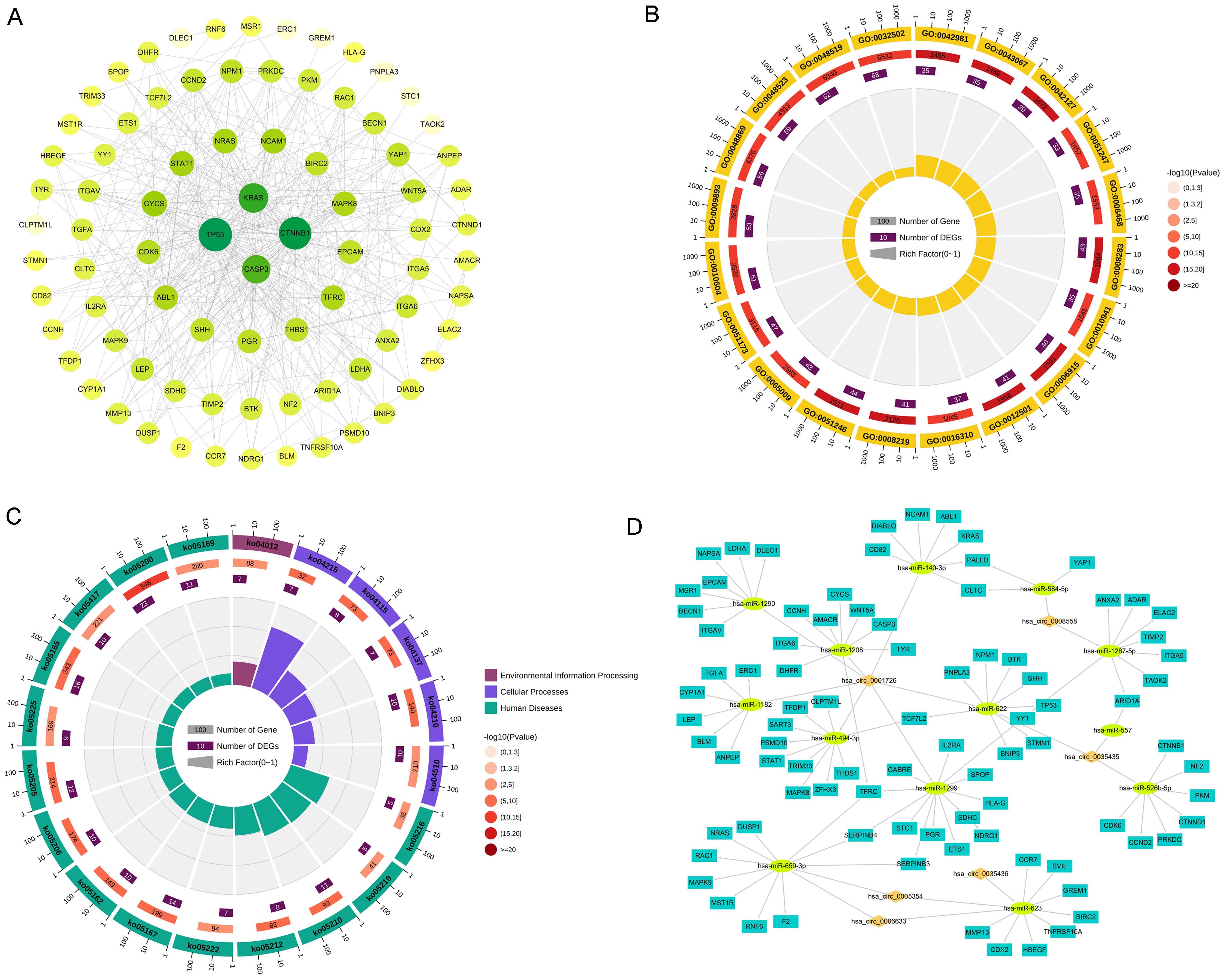 Identification of differentially expressed mRNAs and construction of a network.