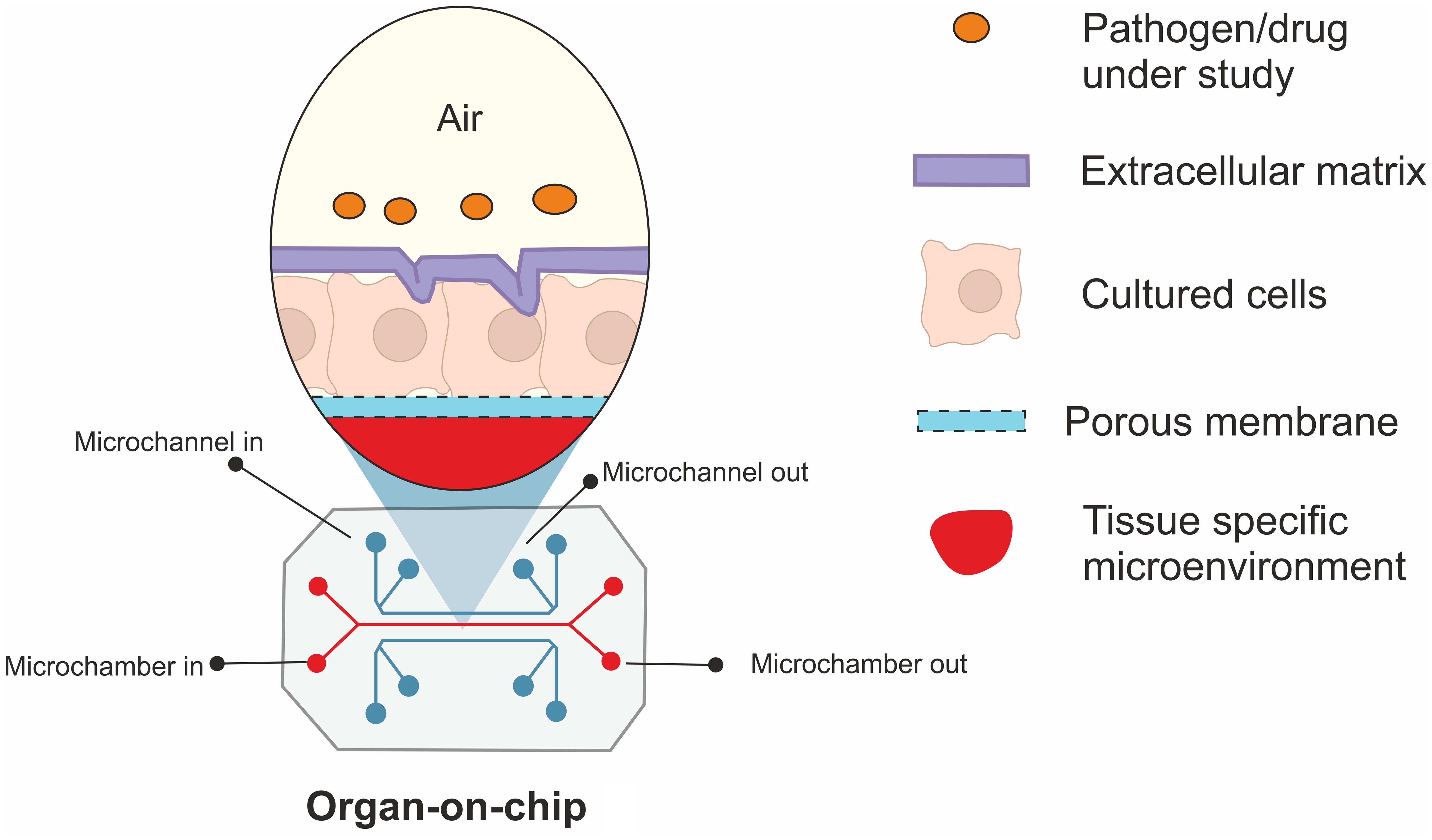 An illustration of organ-on-chip simulating the biological microenvironment.
