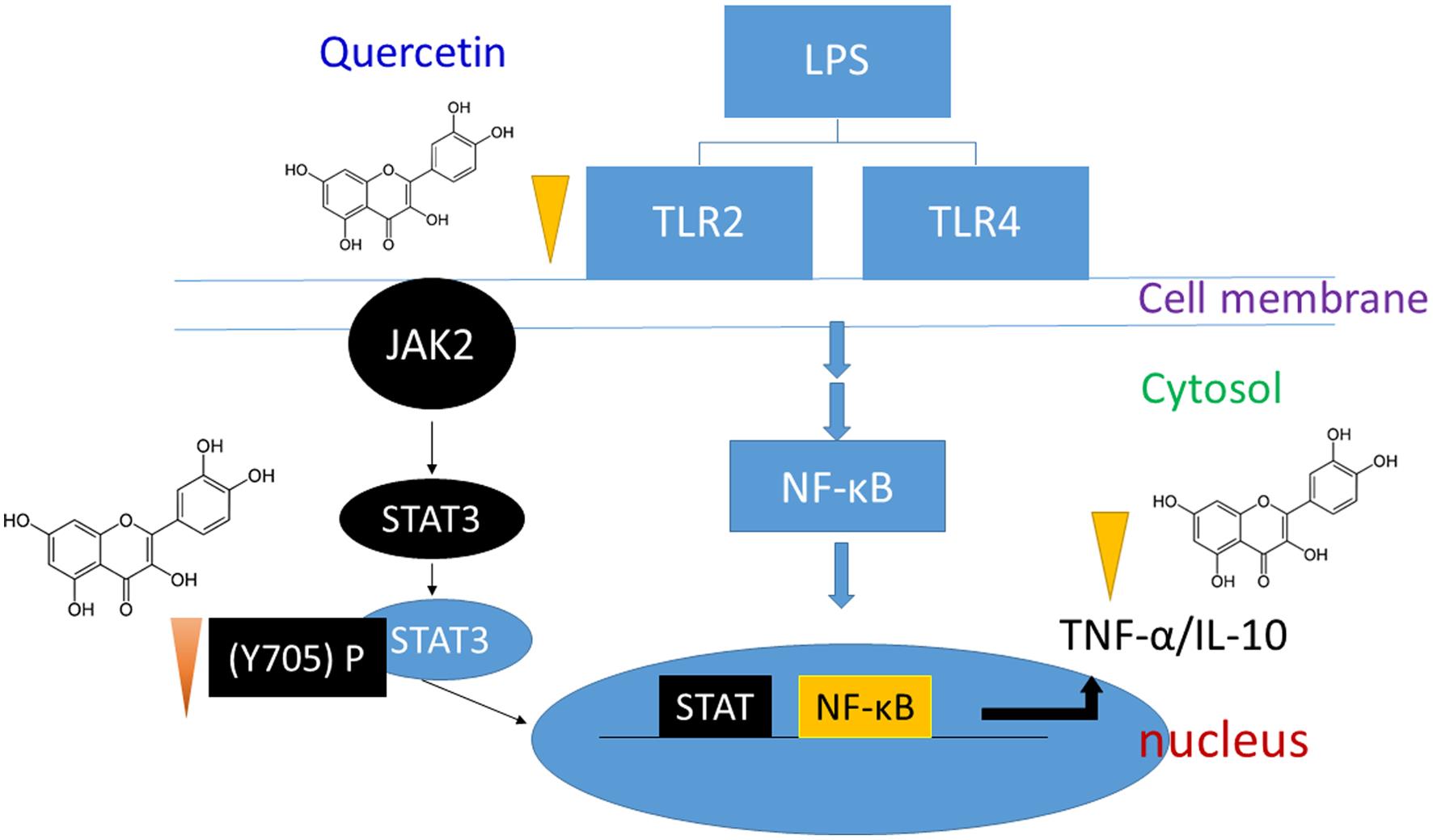 Proposed effects of quercetin on the cell signaling in inflamed macrophages.