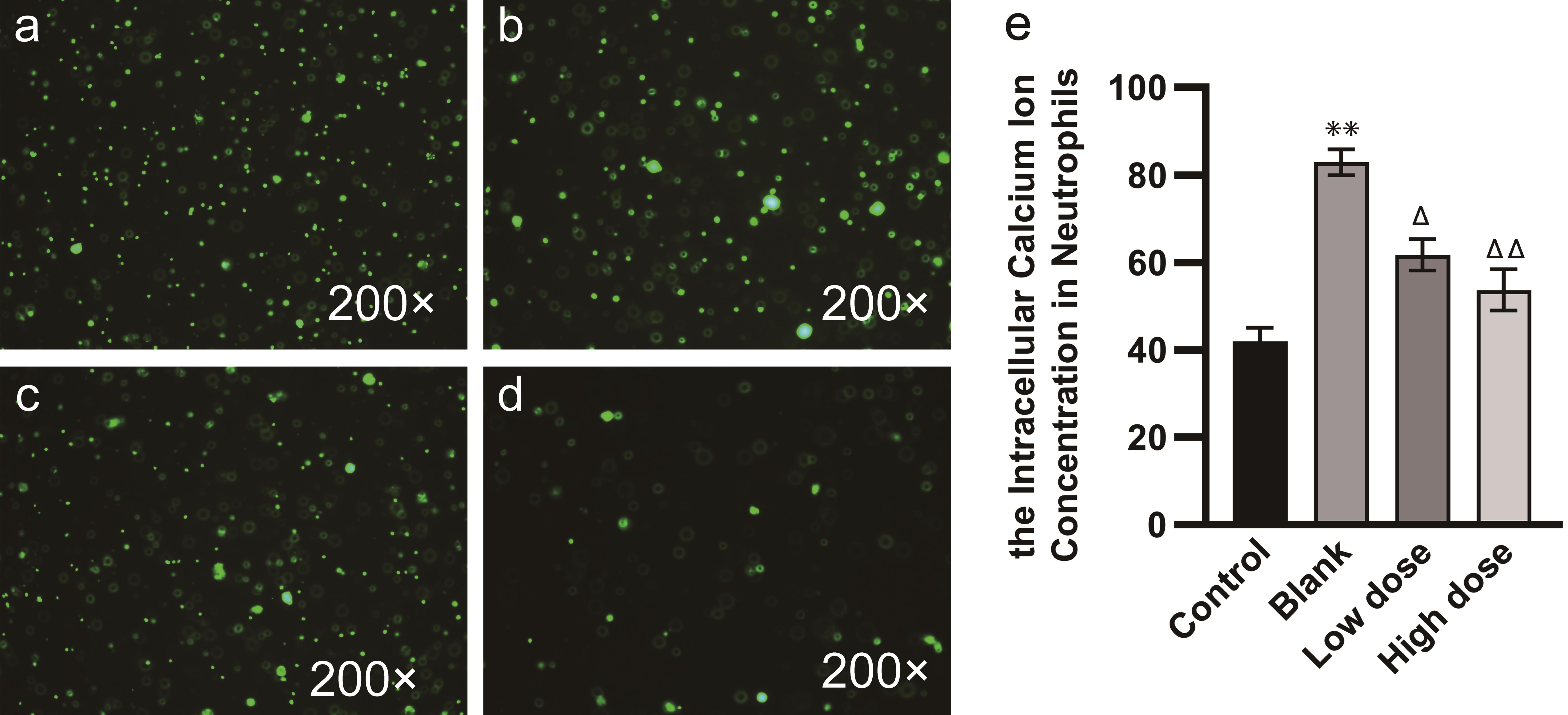 Calcium ion concentration in neutrophils of each group.