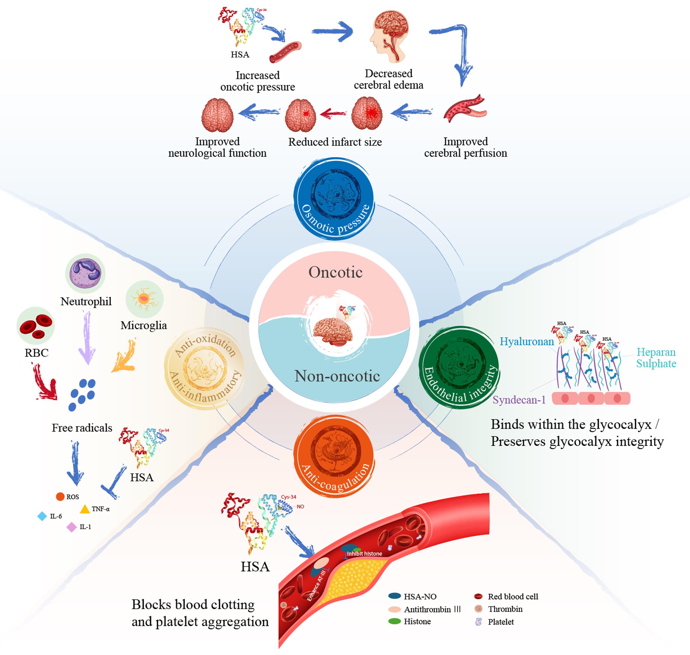 Potential mechanisms of neuroprotective effects of albumin.