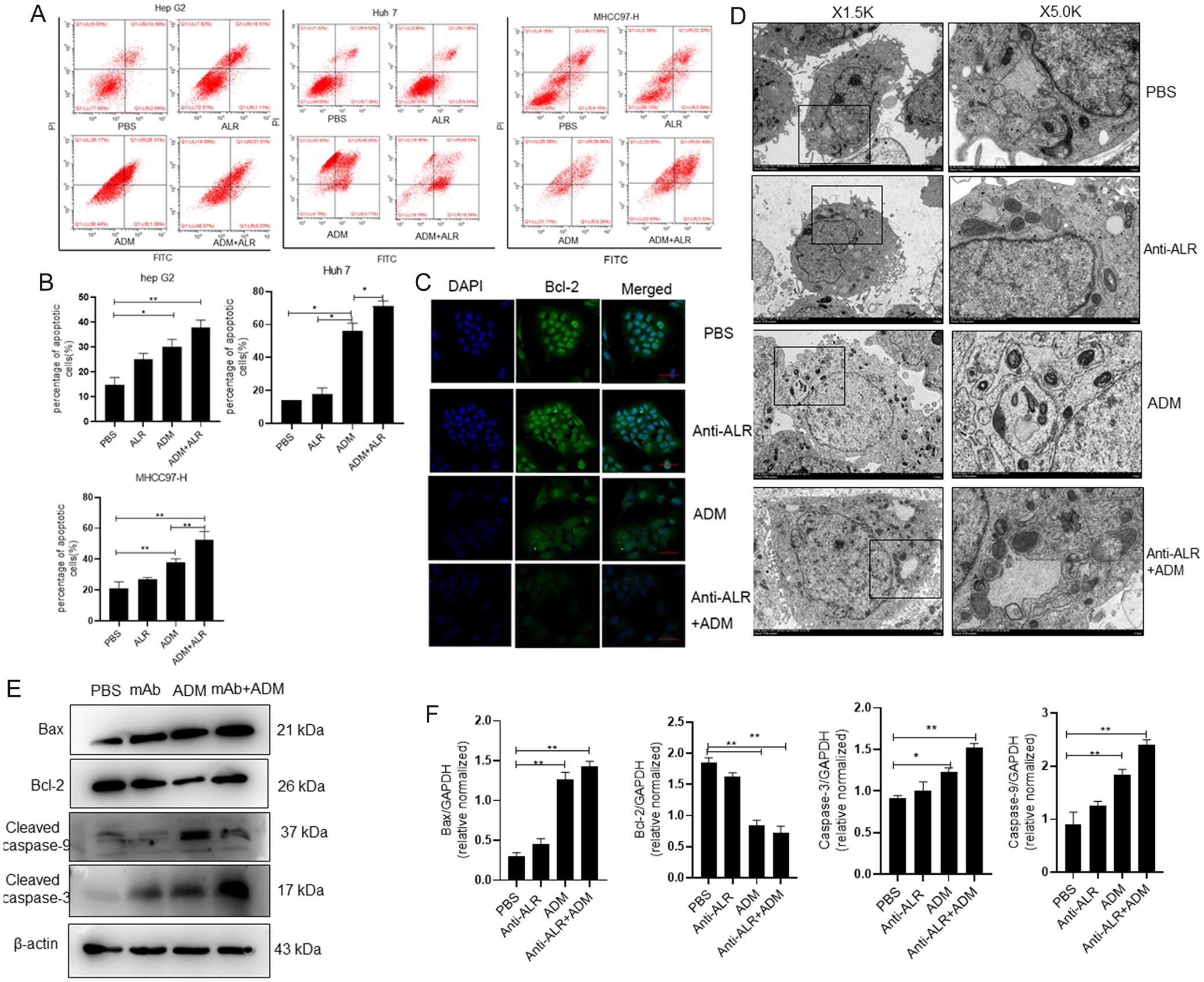 Augmenter of Liver Regeneration Monoclonal Antibody Promotes Apoptosis ...