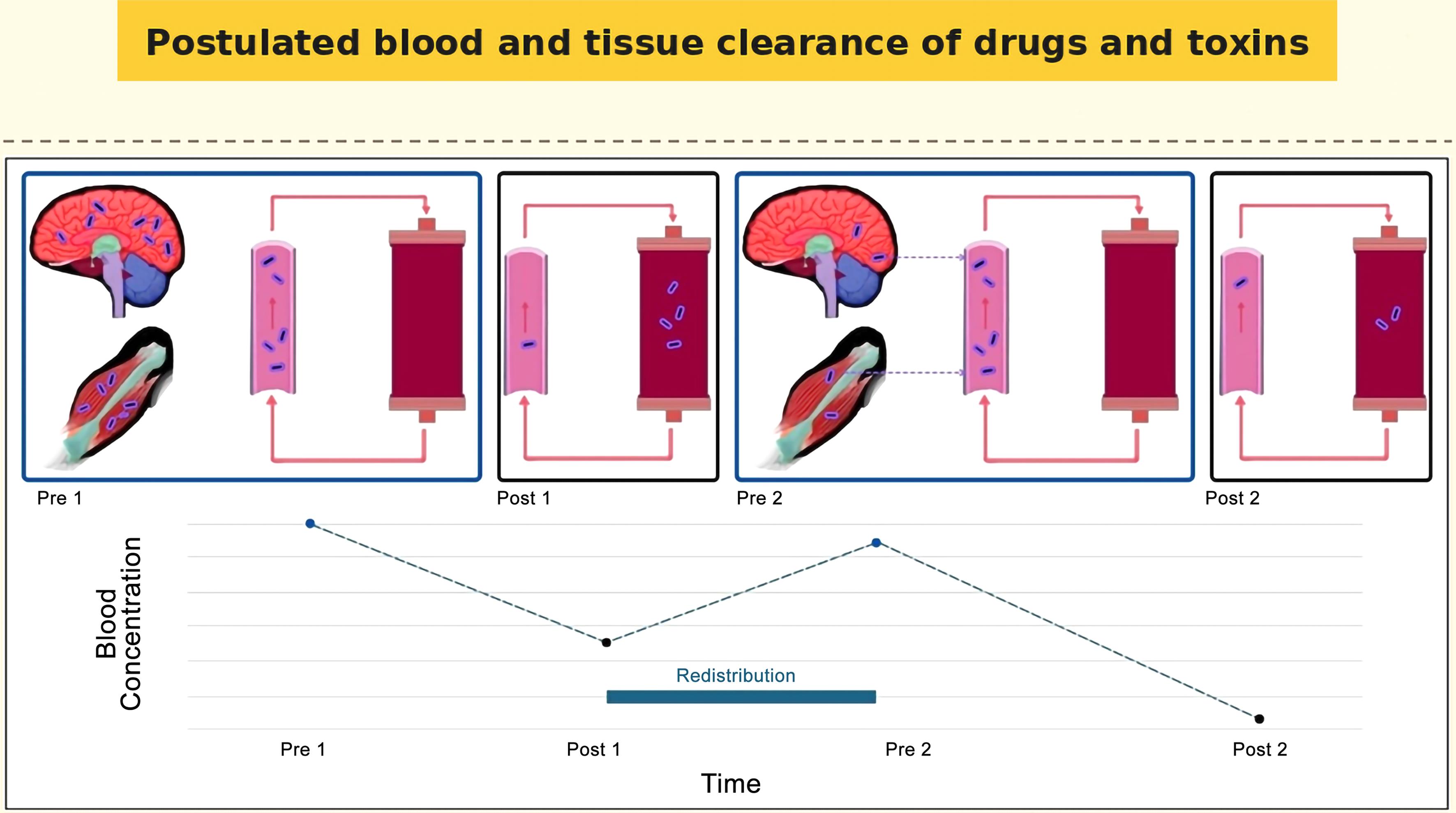 Postulated blood and tissue clearance of drugs and toxins.