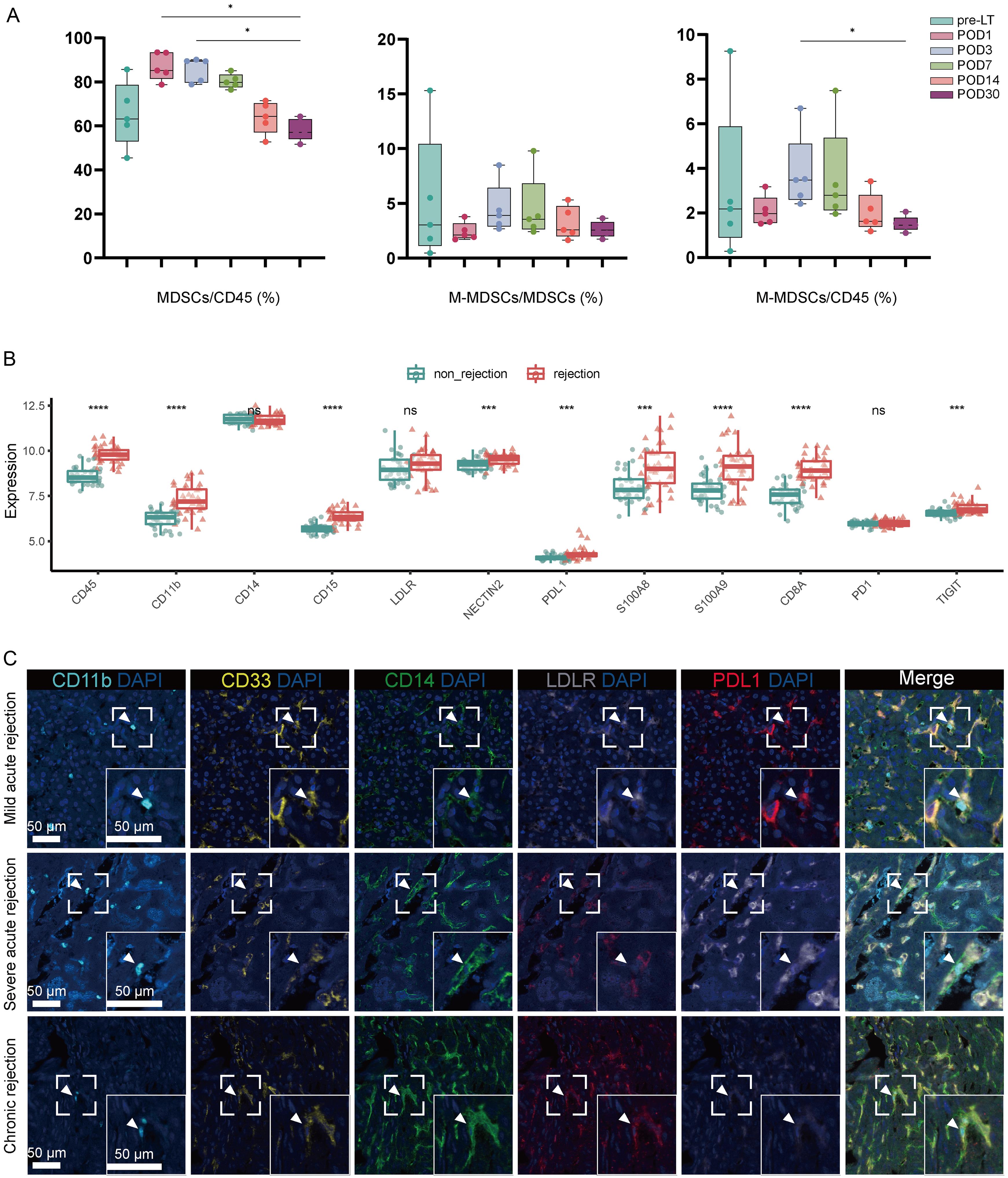 Identification of marker expression of MDSCs during rejection.