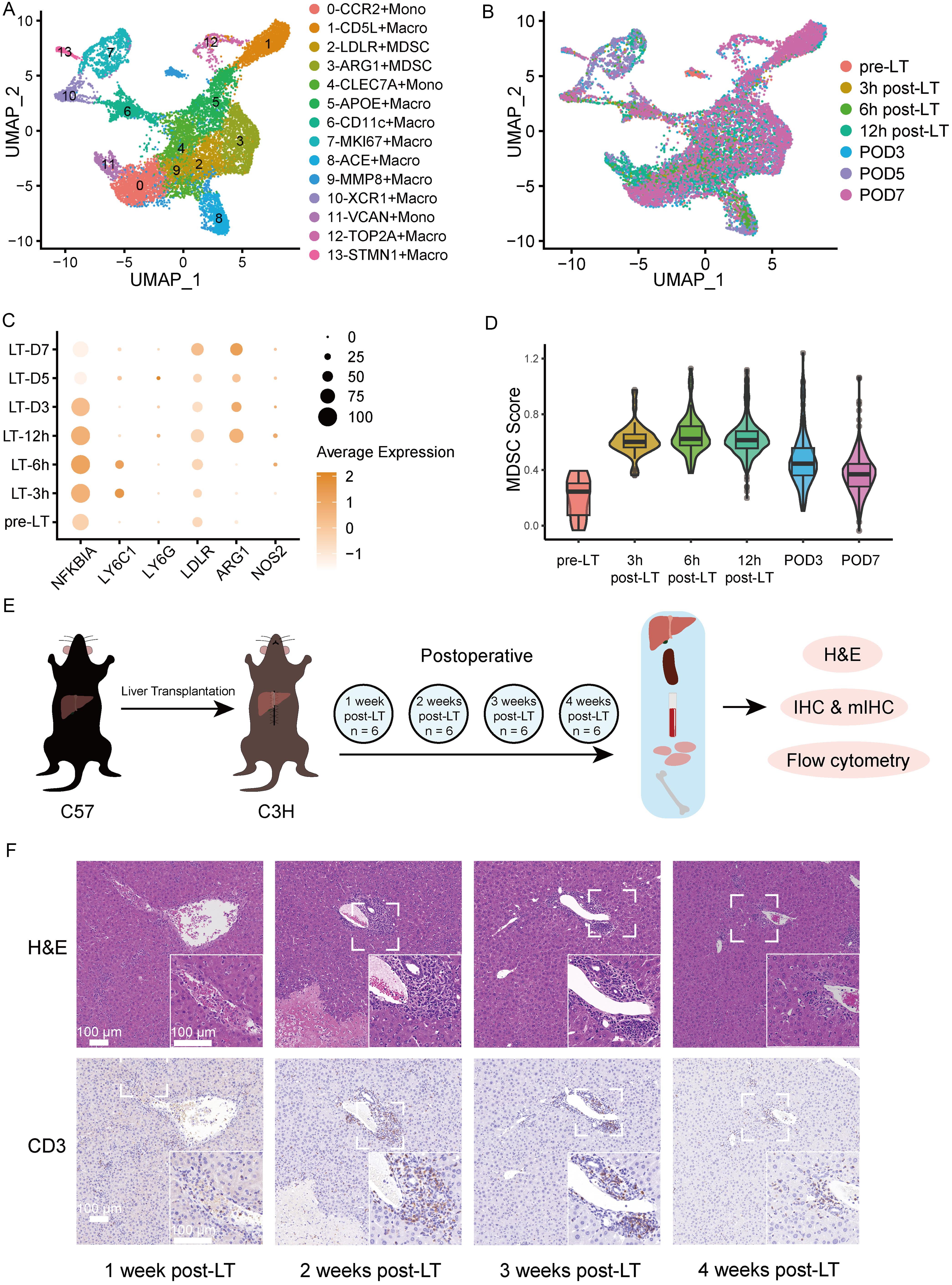 Identification of myeloid cell subsets at multiple time points after transplantation.