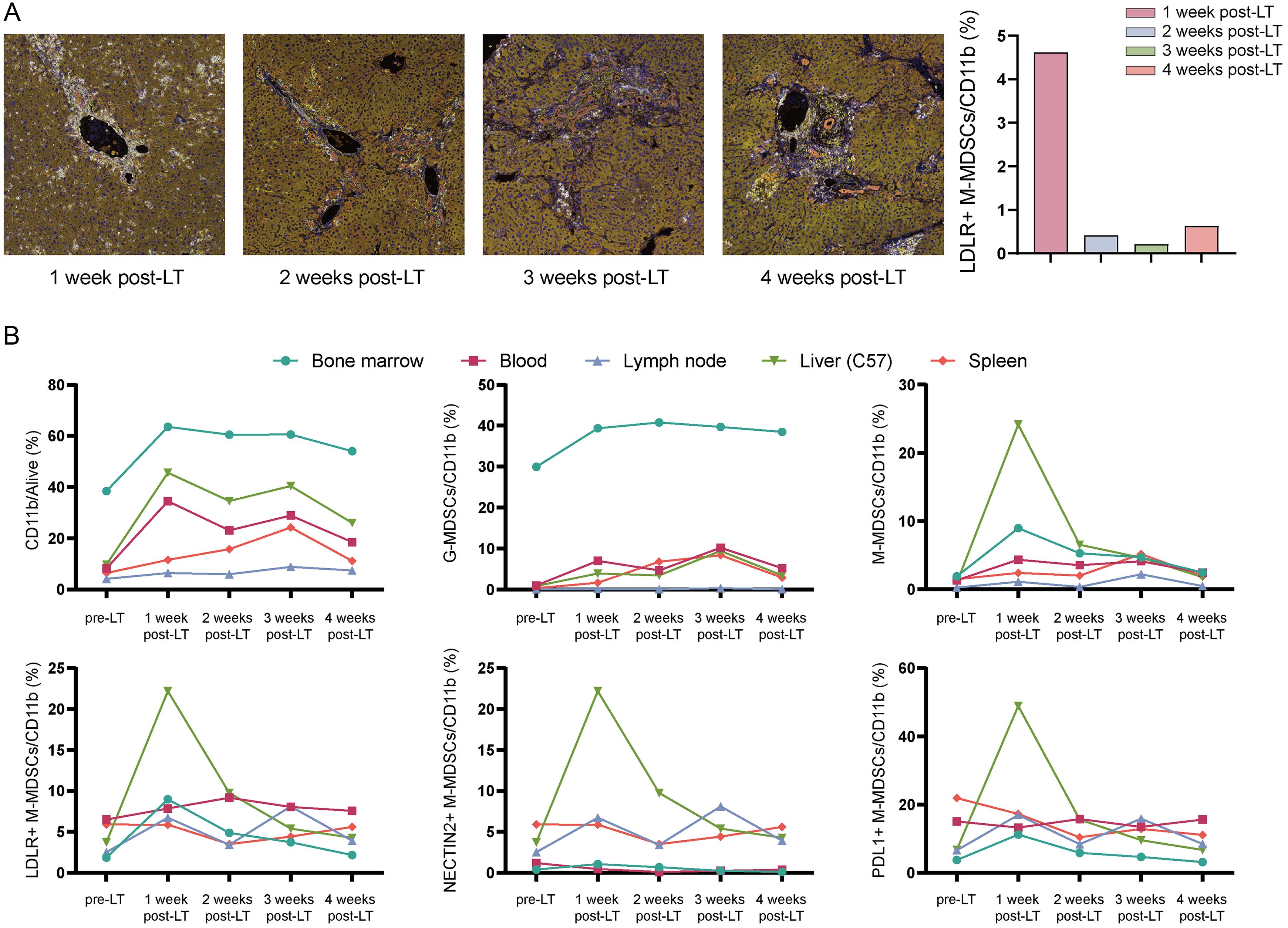 Flow cytometry shows temporal variation in M-MDSCs across different tissues.