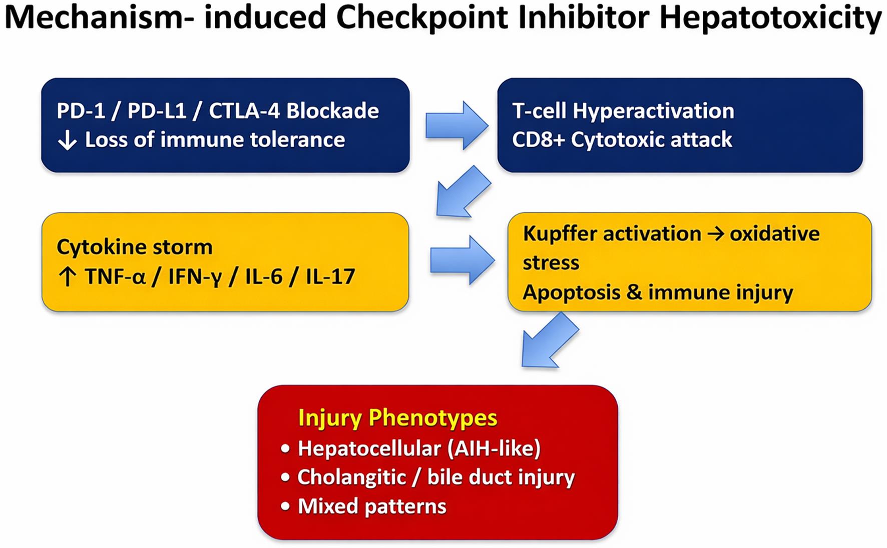 Inhibition of programmed cell death protein 1 (PD-1), programmed death-ligand 1 (PD-L1), and cytotoxic T-lymphocyte–associated protein 4 (CTLA-4) removes immune inhibitory checkpoints, thereby allowing expansion of effector T cells.
