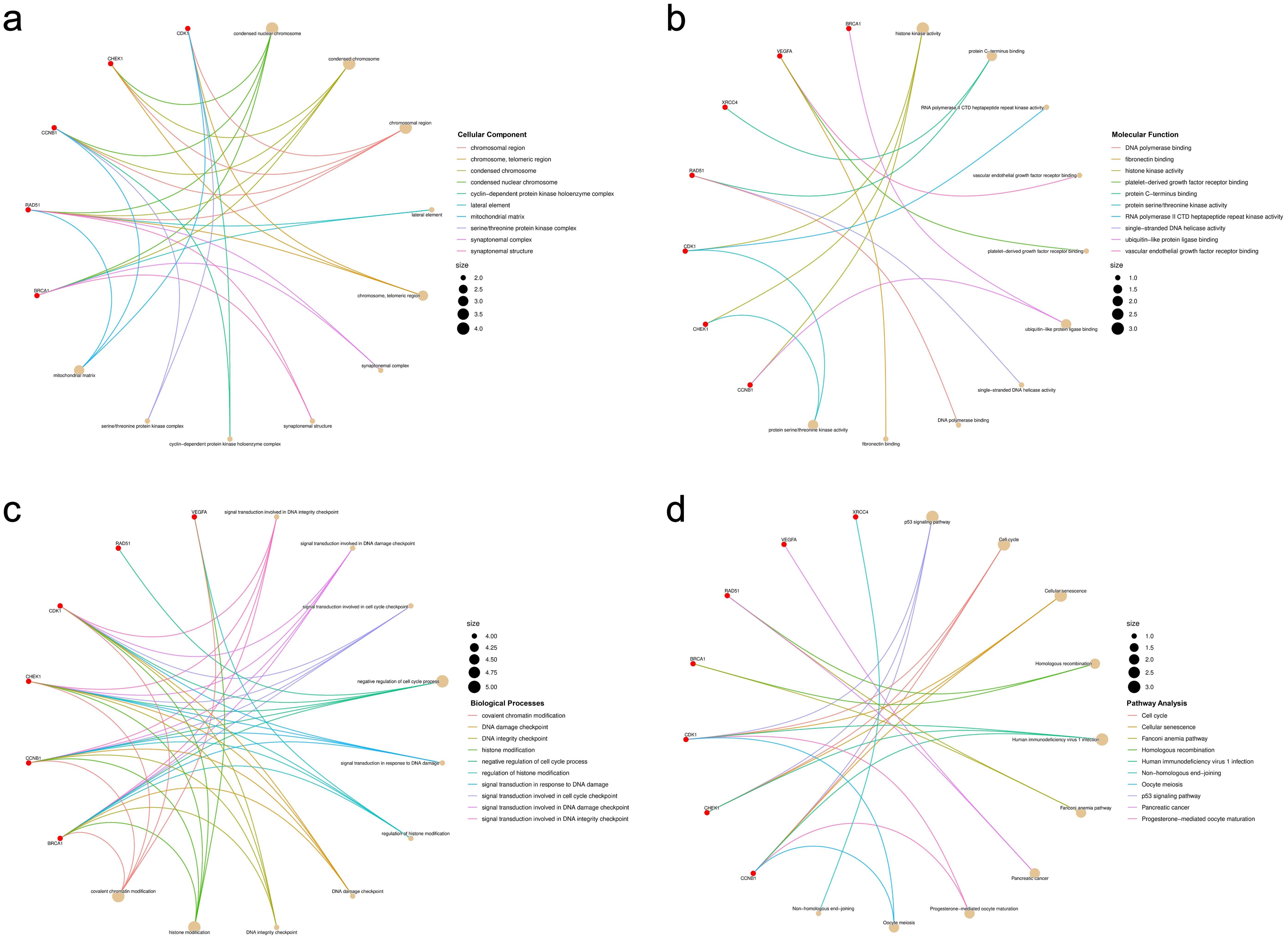 Functional enrichment analysis of selected genes.