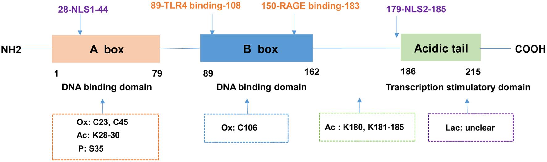 Structure of HMGB1 protein.