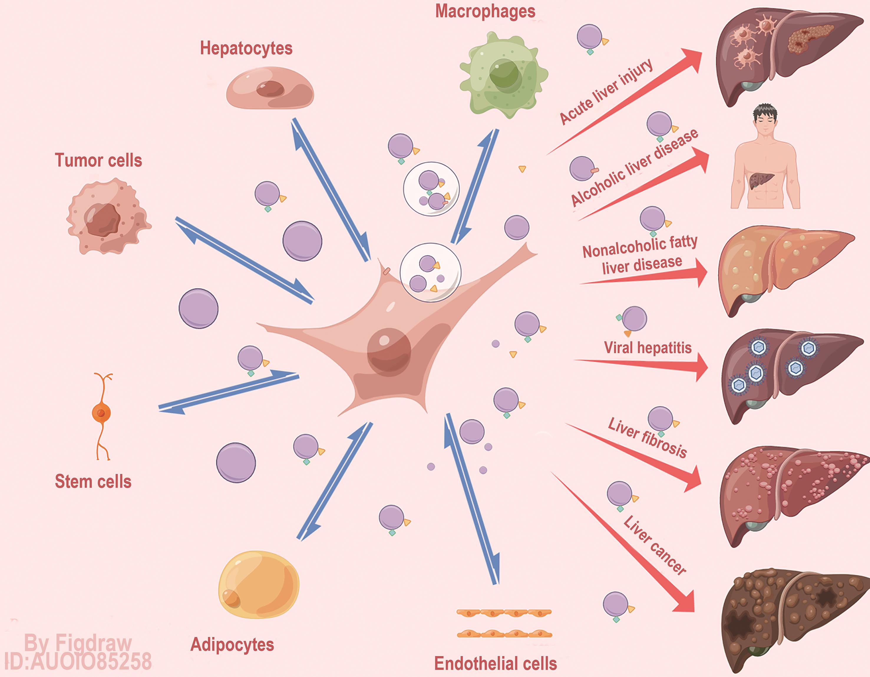 Brief summary of the roles of HSC-derived exosomes in liver diseases and involved molecules and signaling pathways.