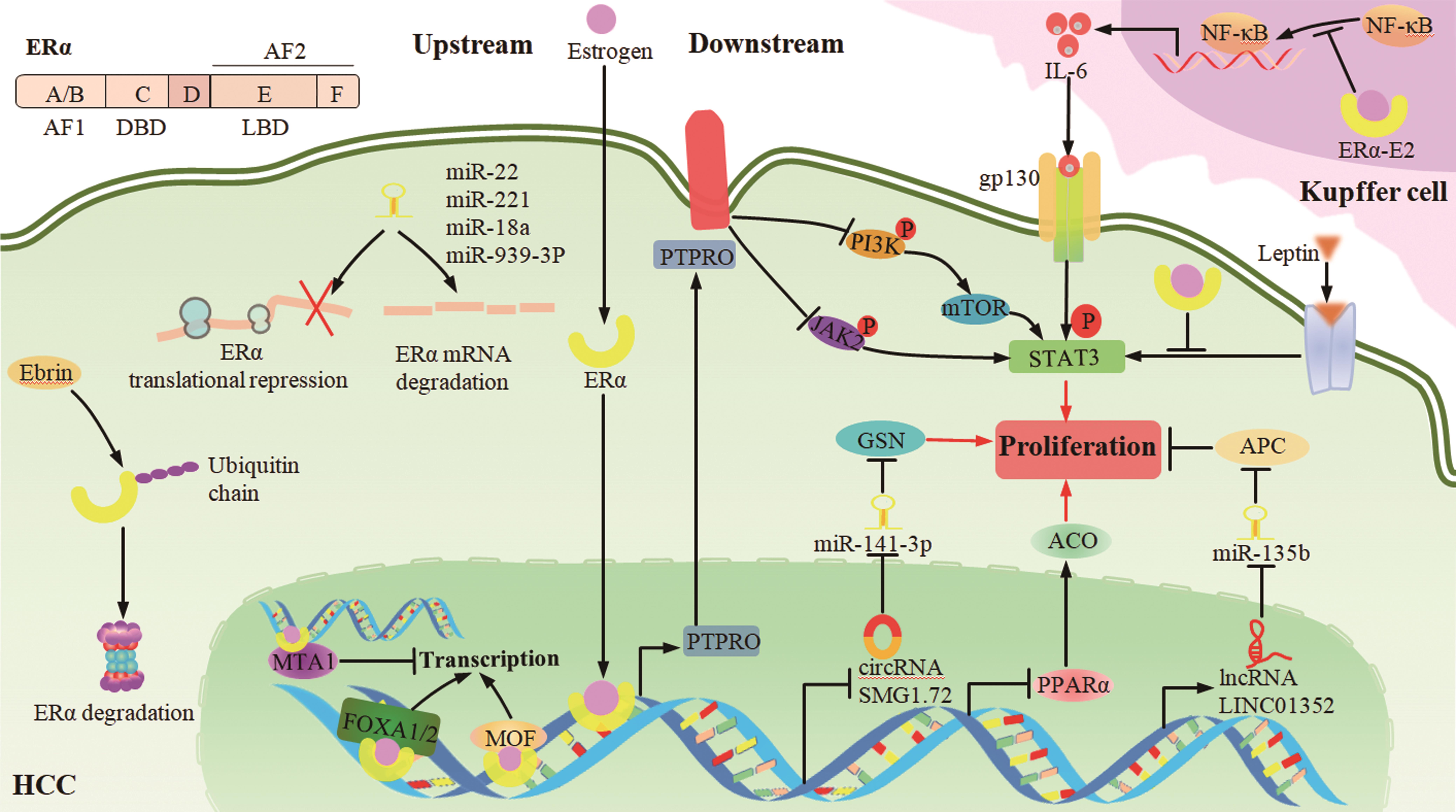 Signaling pathways of ERα involved in HCC.
