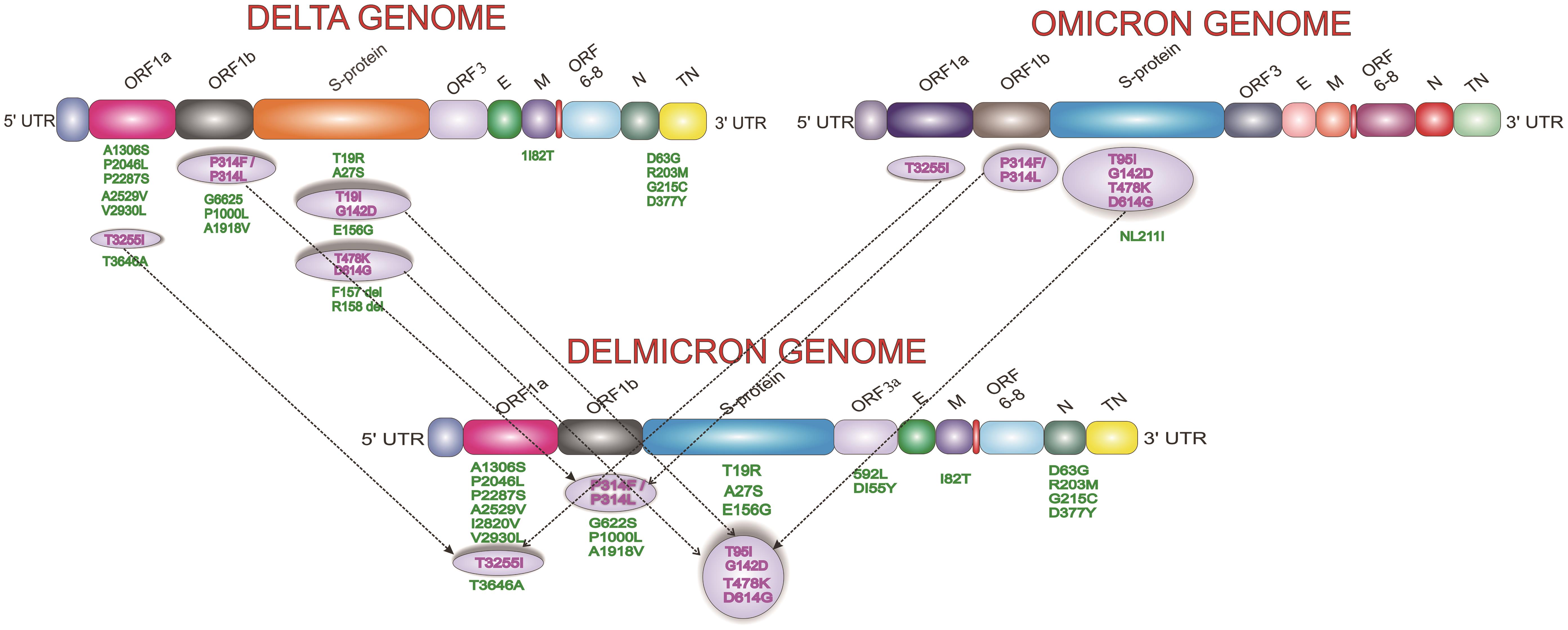 DELMICRON-a inter-lineage recombinant.