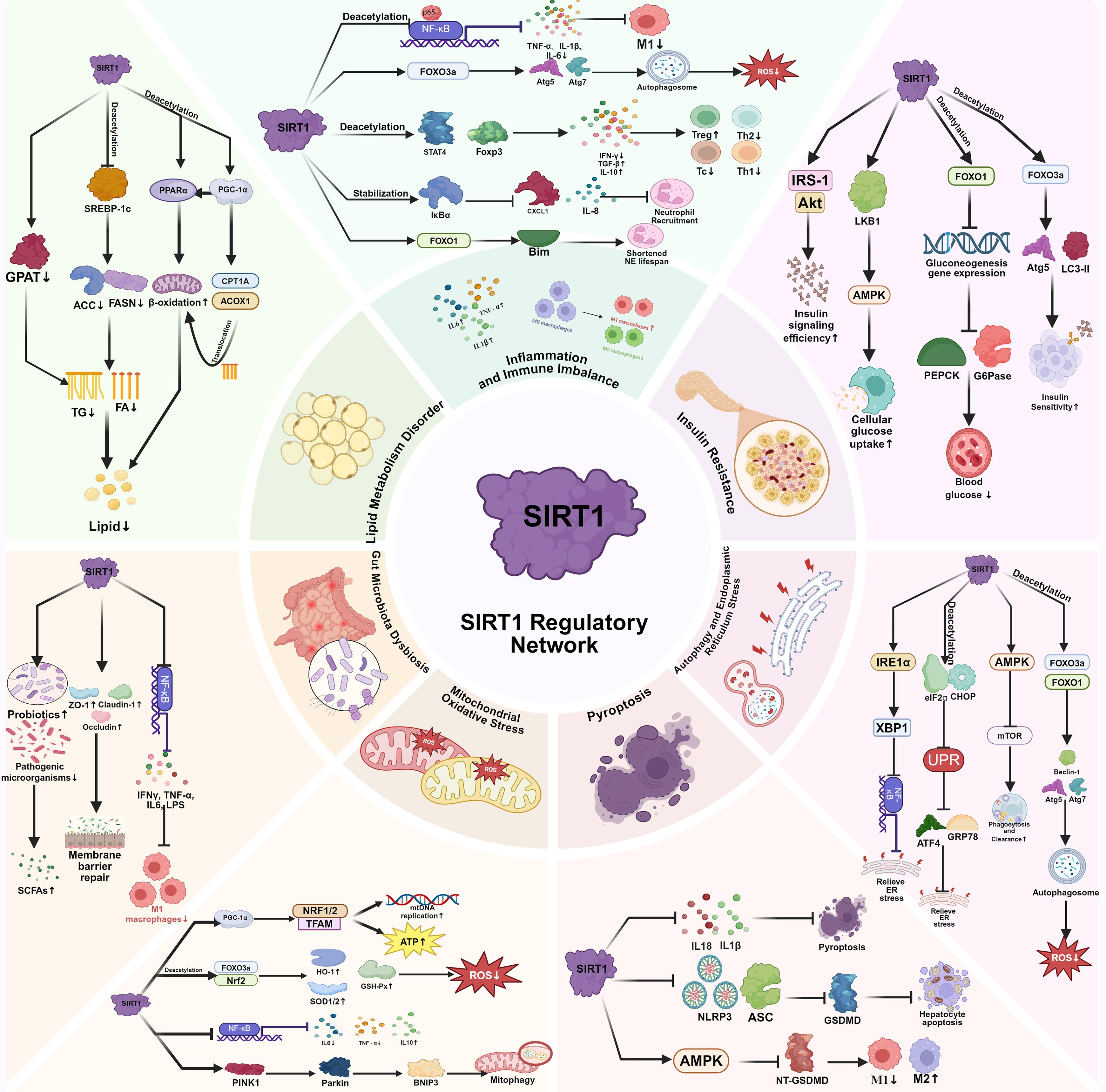 Mechanistic Roles of SIRT1 in MASLD.