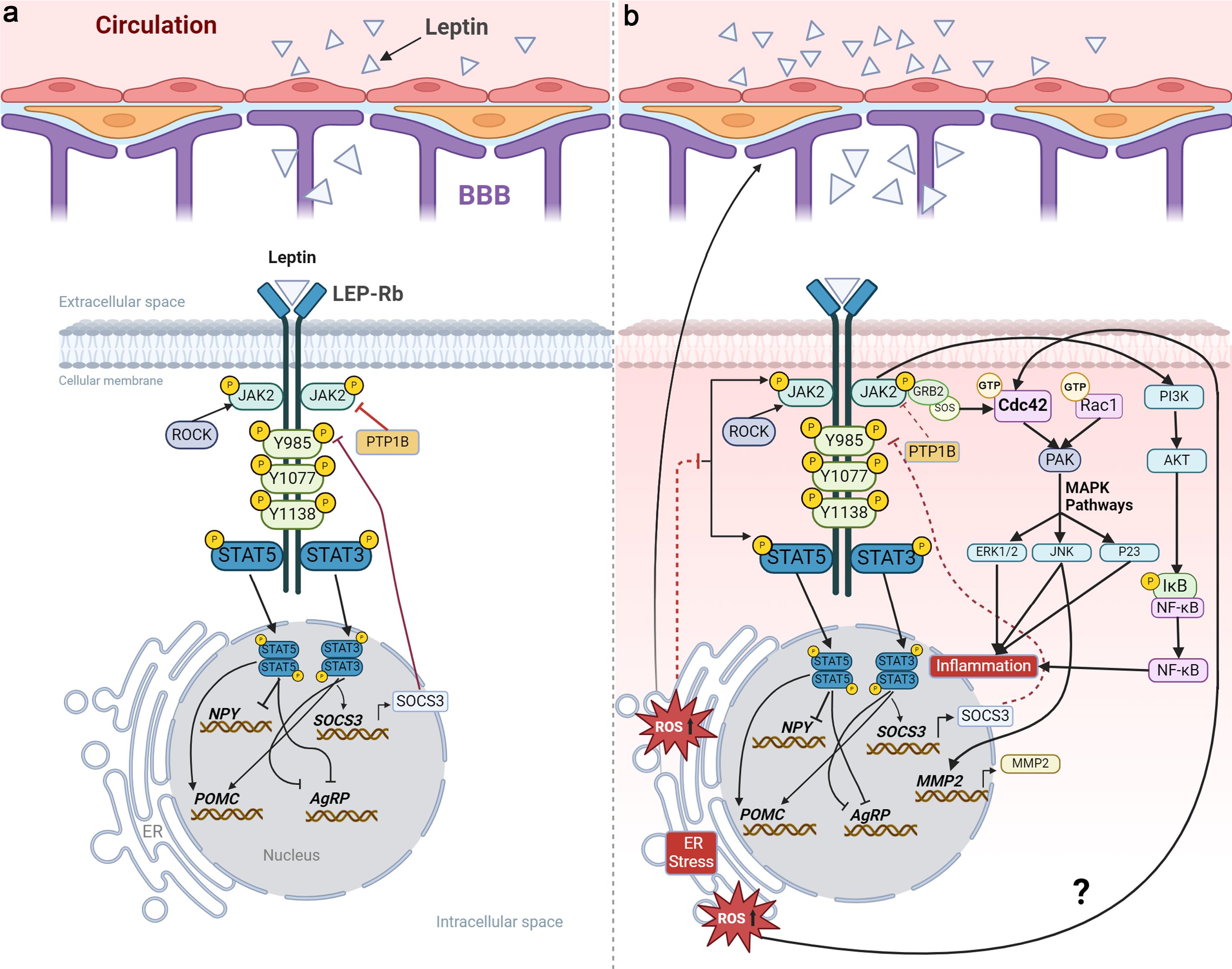 Molecular mechanisms of leptin resistance-mediated endoplasmic reticulum stress in the hypothalamus.