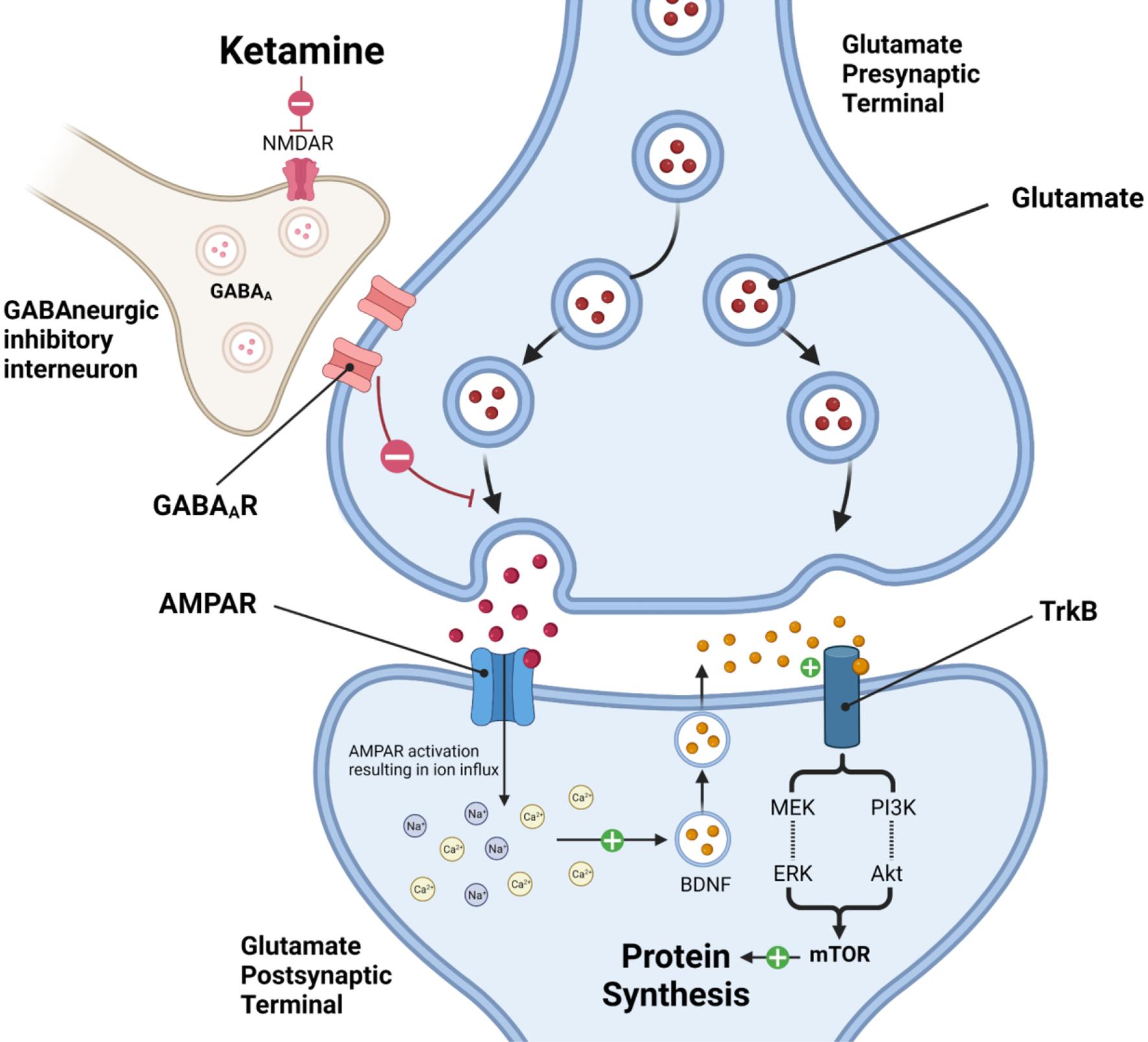 Mechanism of ketamine as an antidepressant.