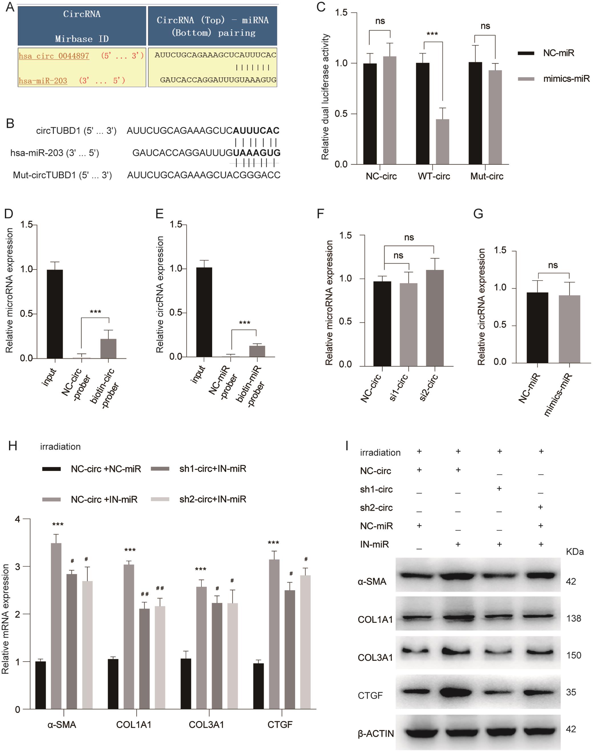 MiR-203a-3p reverses the effect of circTUBD1 on the activation and profibrotic response of LX-2 cells.