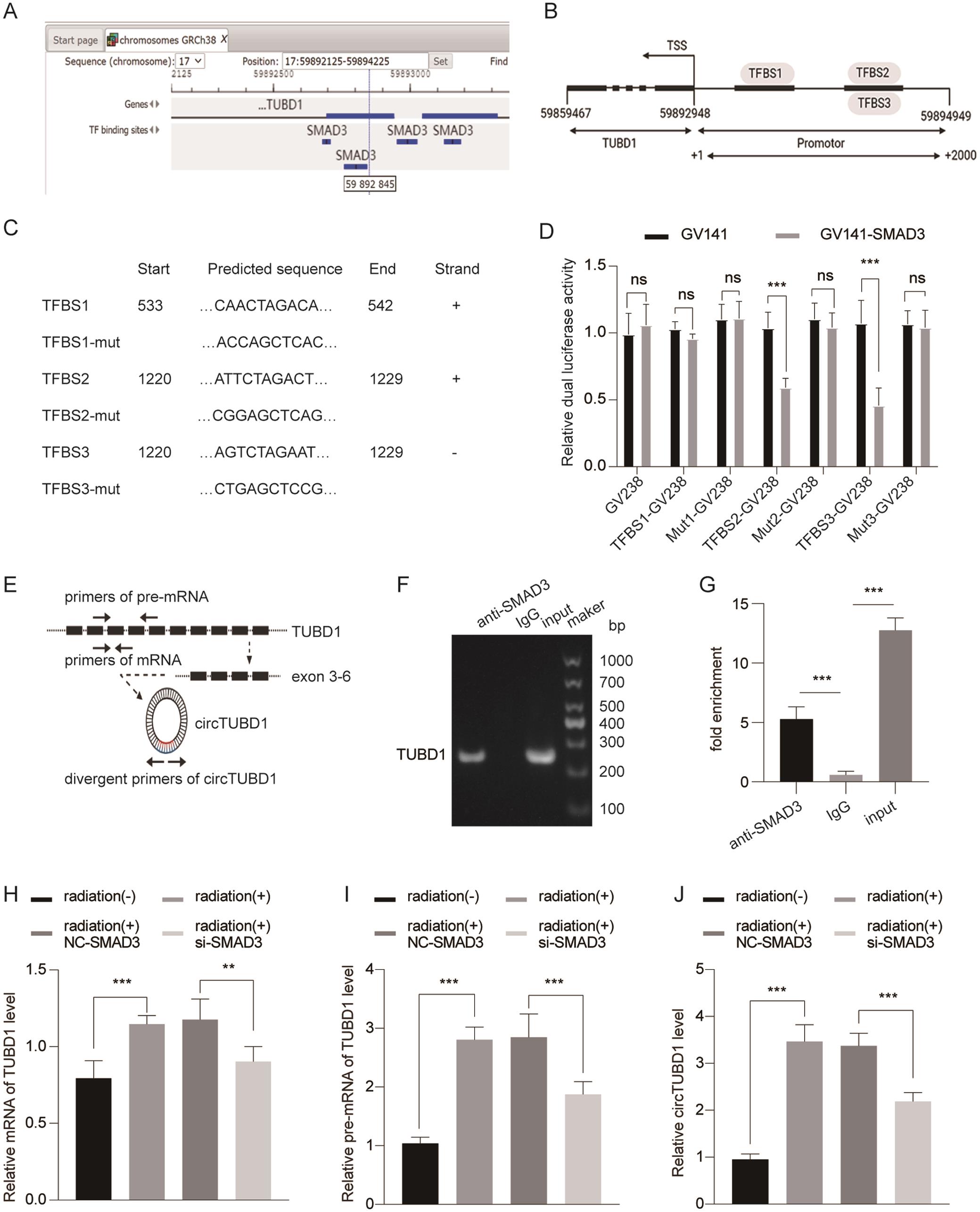 SMAD3 regulates circTUBD1 by targeting the pre-mRNA of TUBD1.