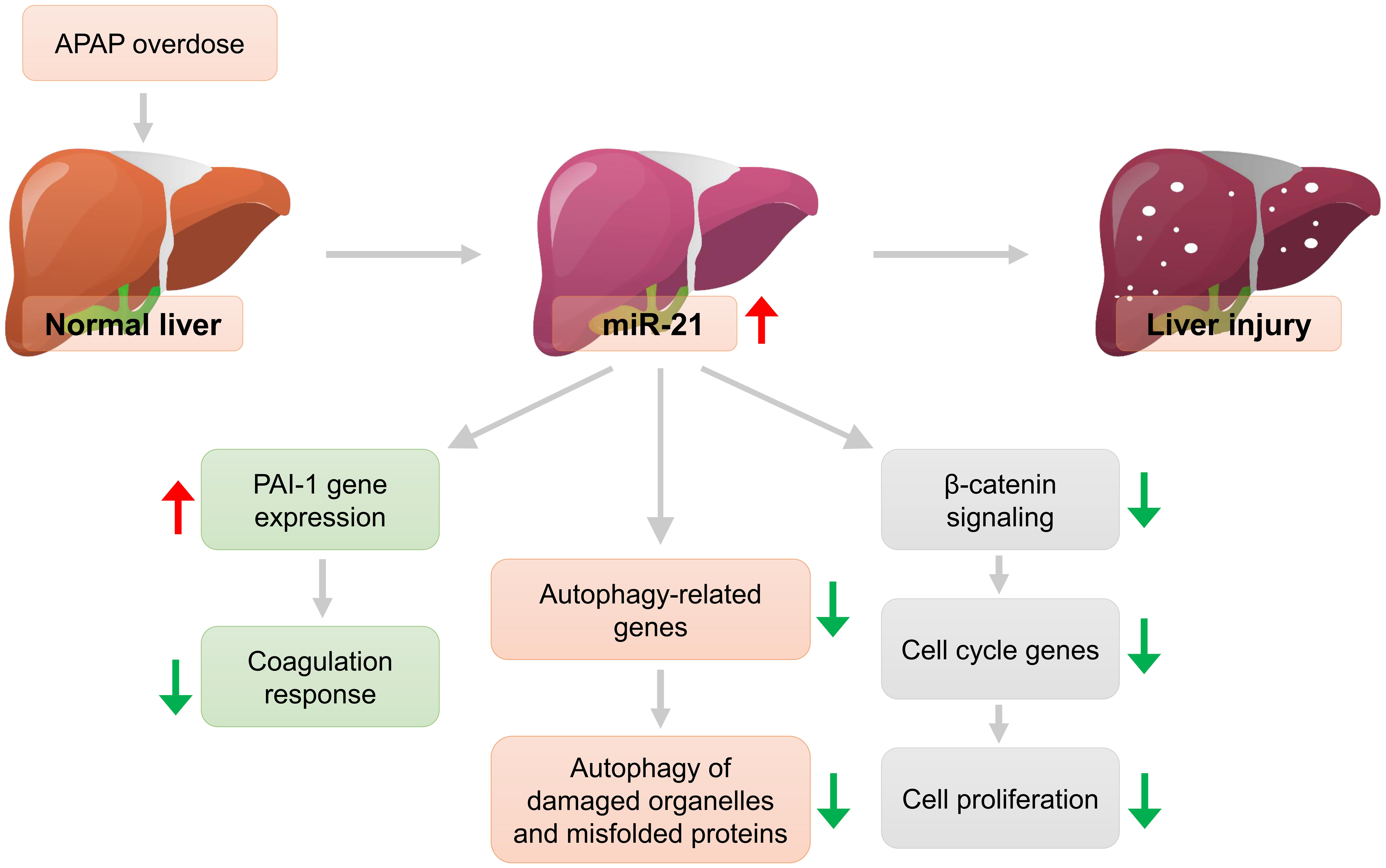 Role of miRNA21 in APAP-induced liver injury.