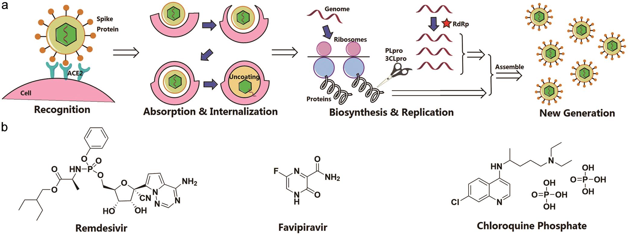 The illustration of the SARS-CoV-2 life cycle following its infection and the potential drugs for treating COVID-19.