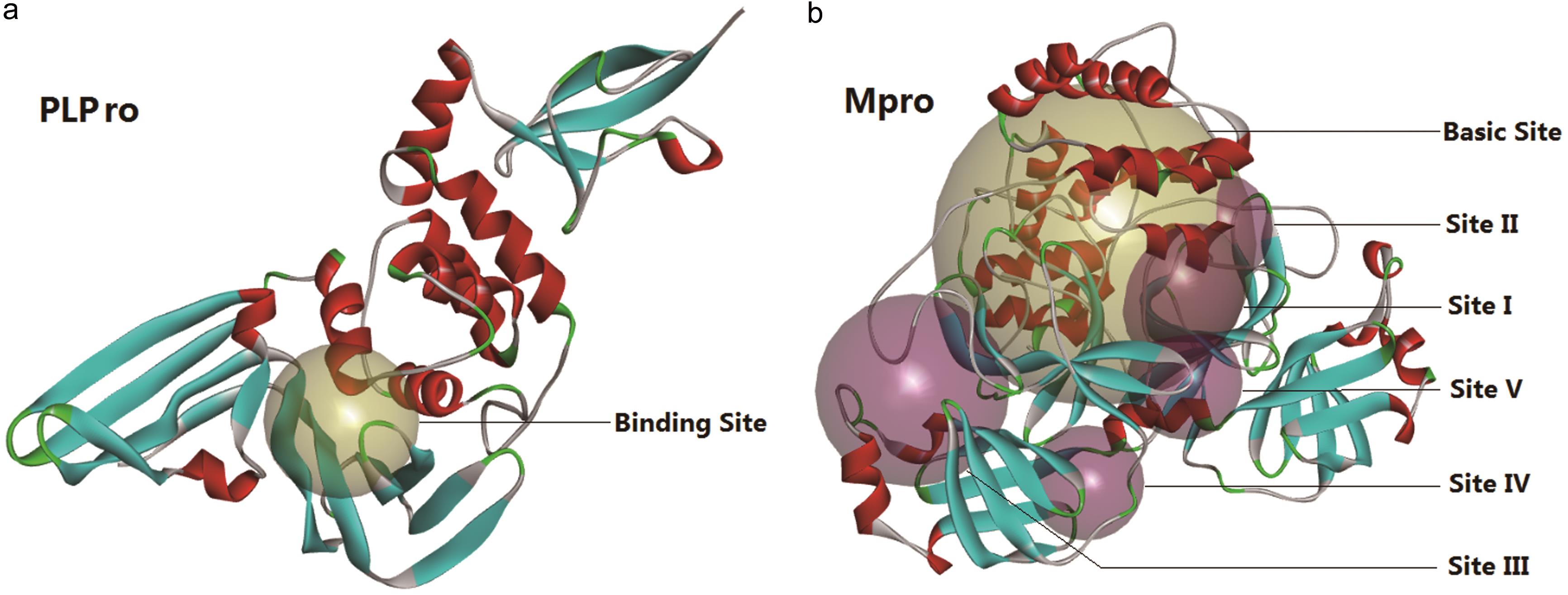 The defined binding sites in SARS-CoV-2 PLPro and Mpro.
