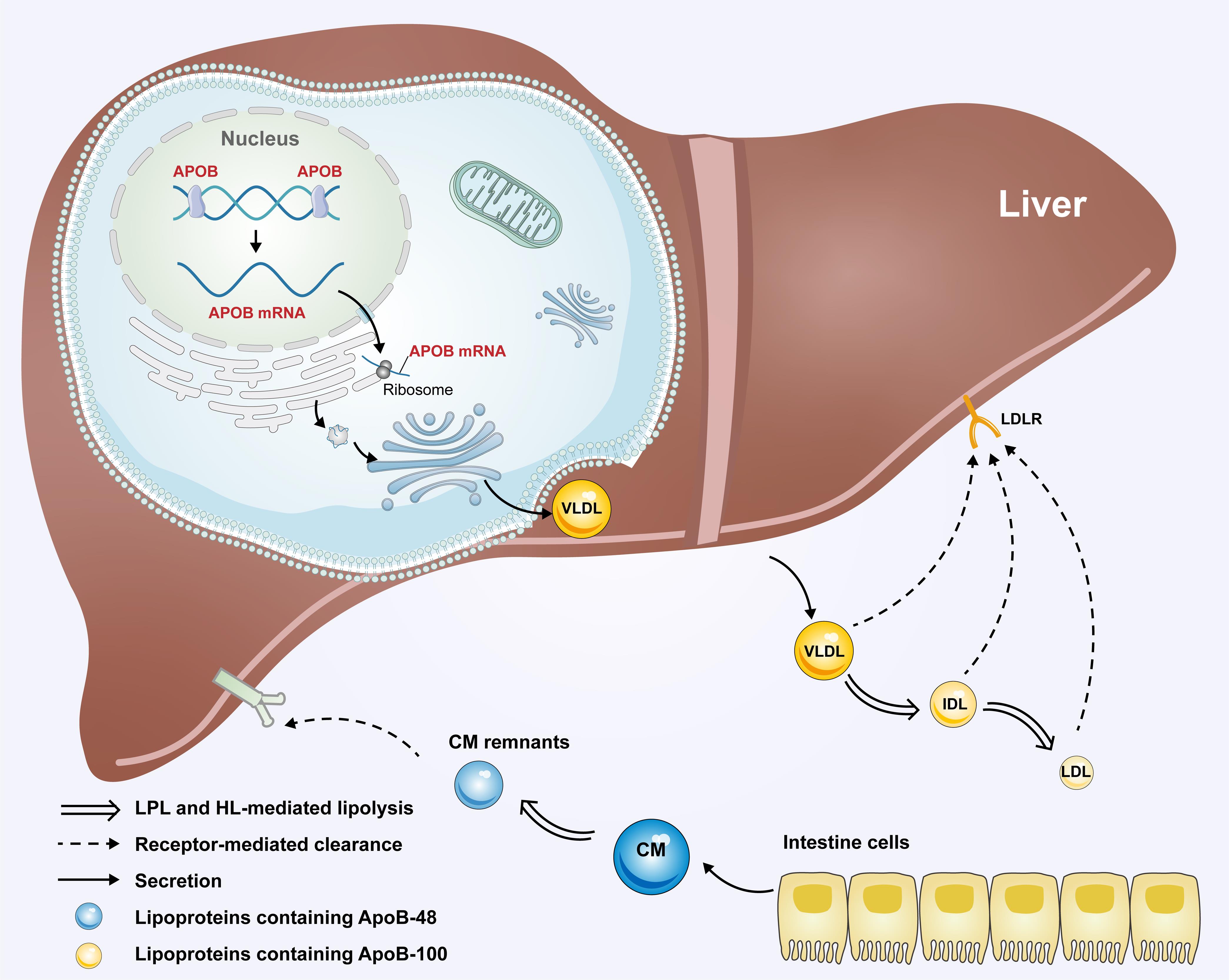 Normal metabolic pathway of APOB in the body.