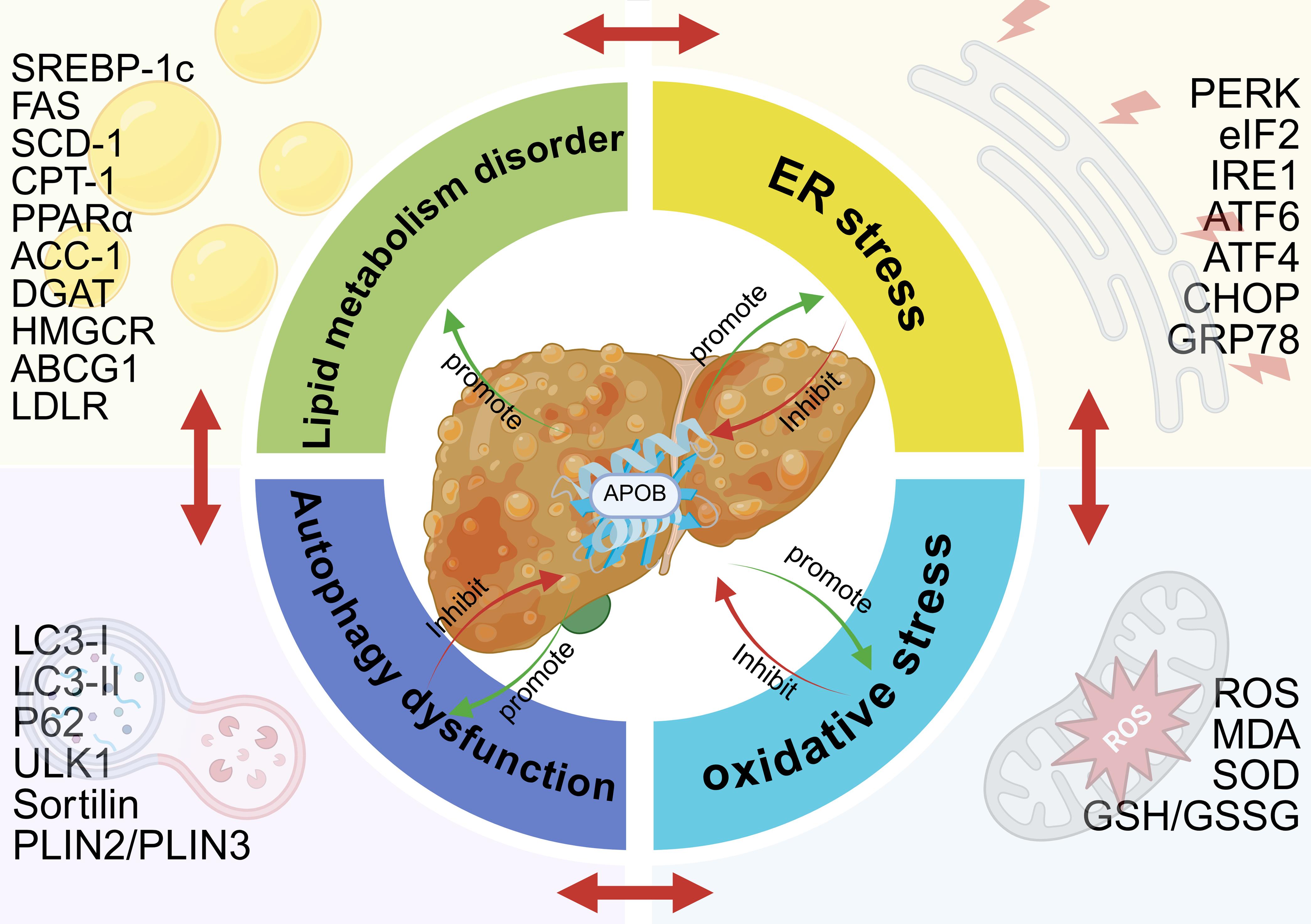 Pathogenic mechanisms of liver disease in FHBL.