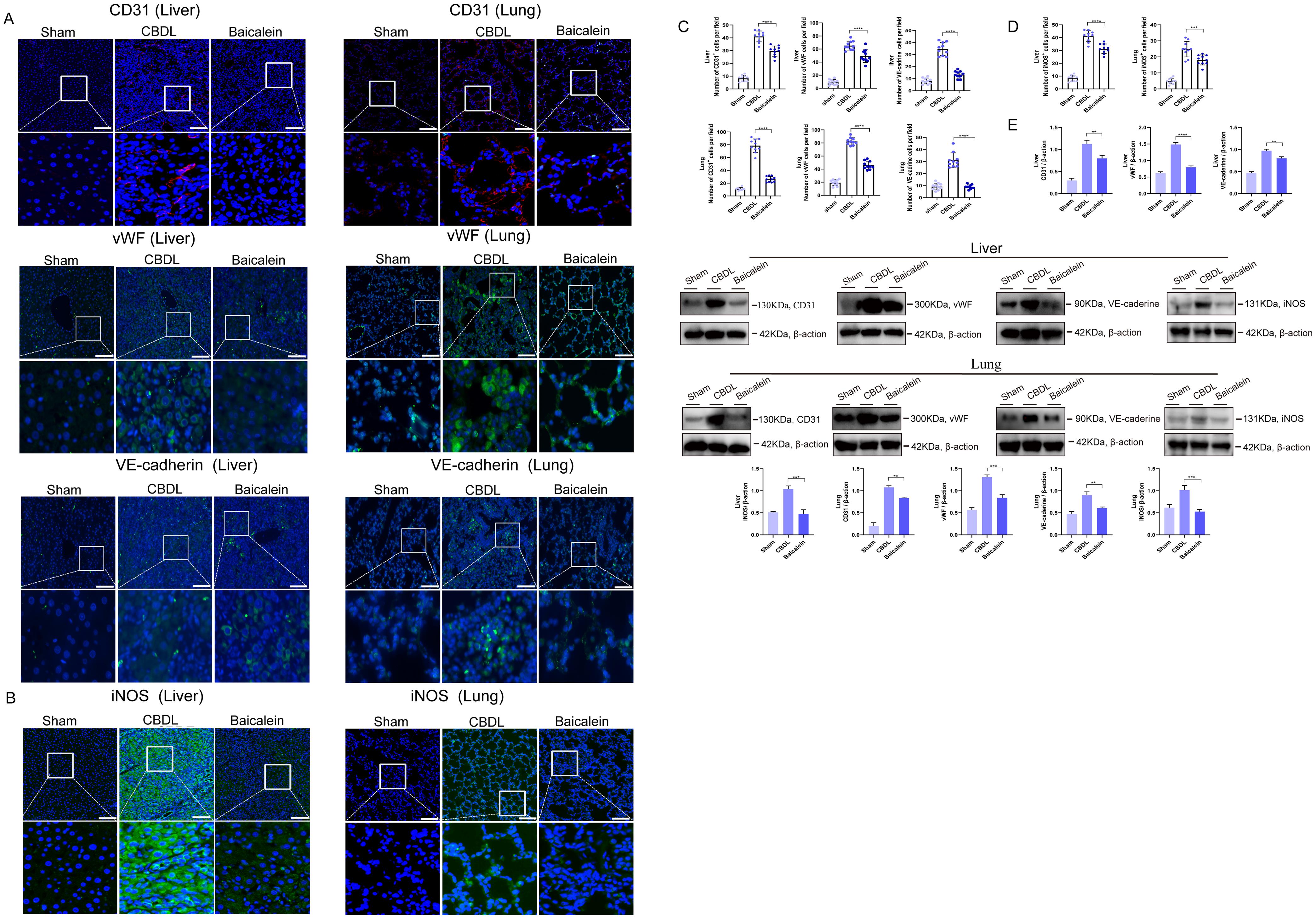 Effects of baicalein on the pathological angiogenesis of the liver and lung in the CBDL rats and the expression of vasodilation-related proteins.