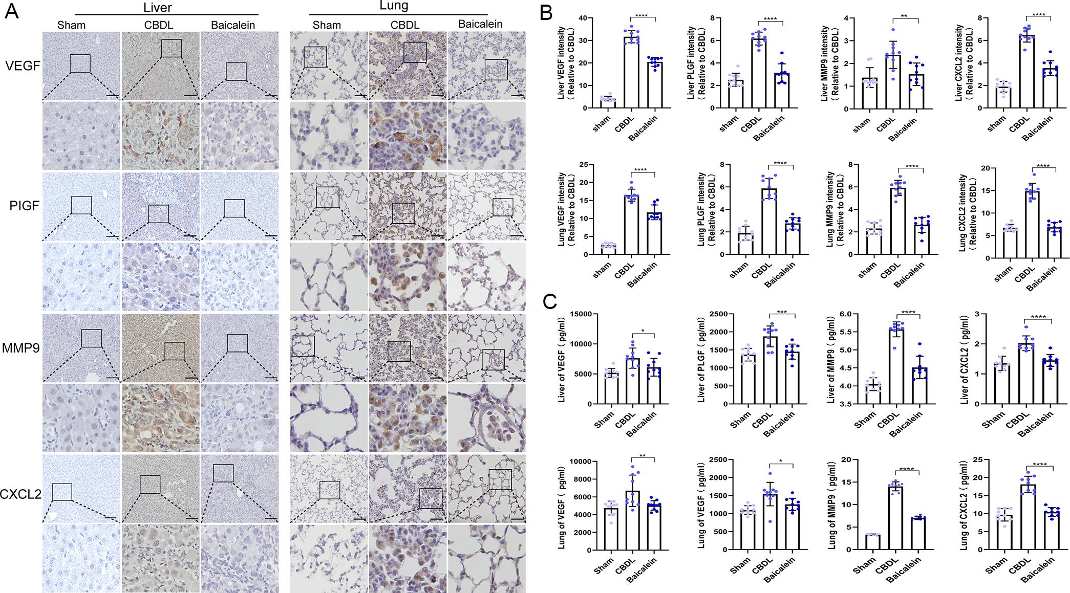 Baicalein attenuates the expression of angiogenesis-related proteins.