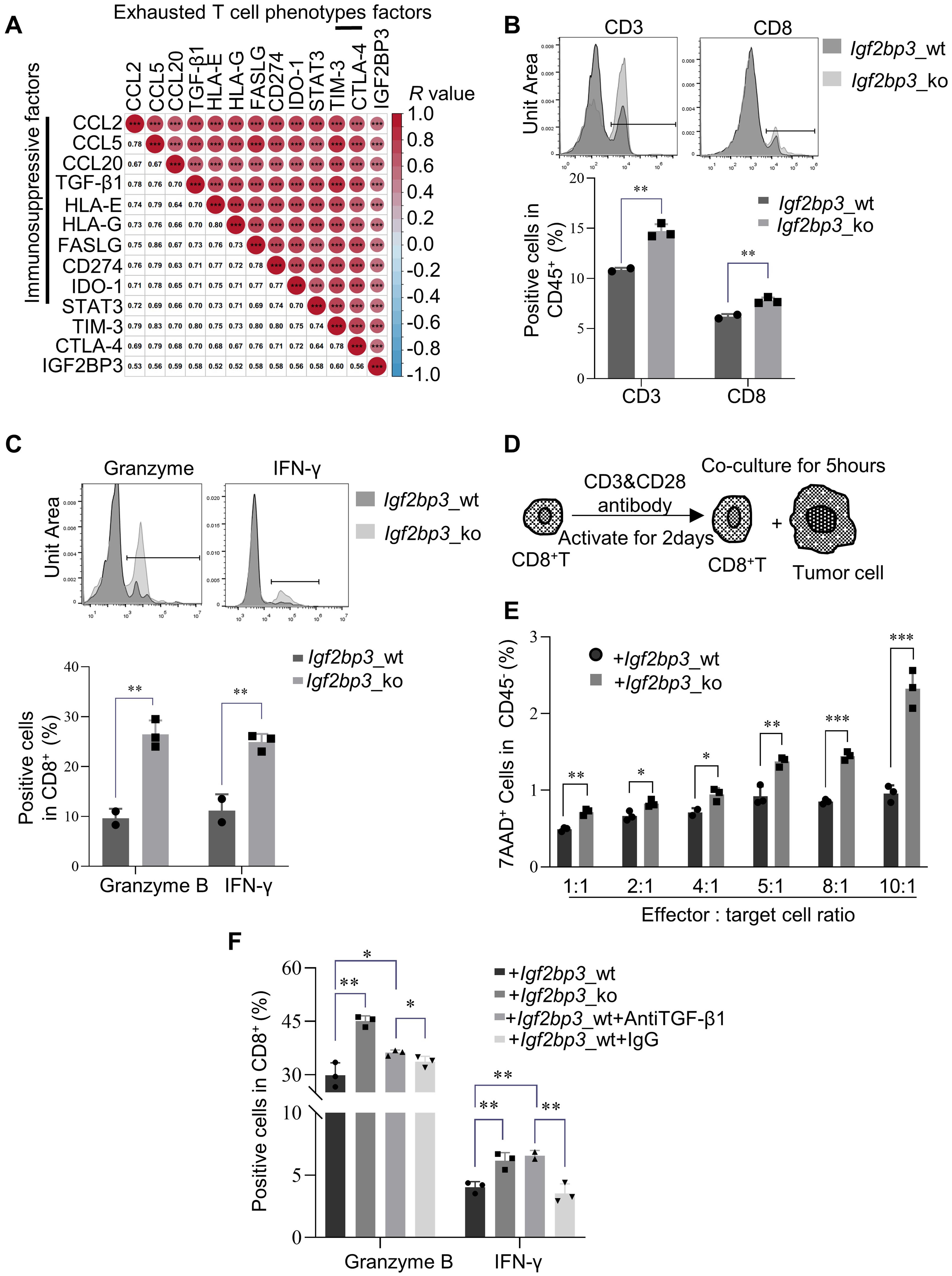 IGF2BP3 inhibits the activation of CD8<sup>+</sup> T cells by promoting the secretion of TGF-β1.
