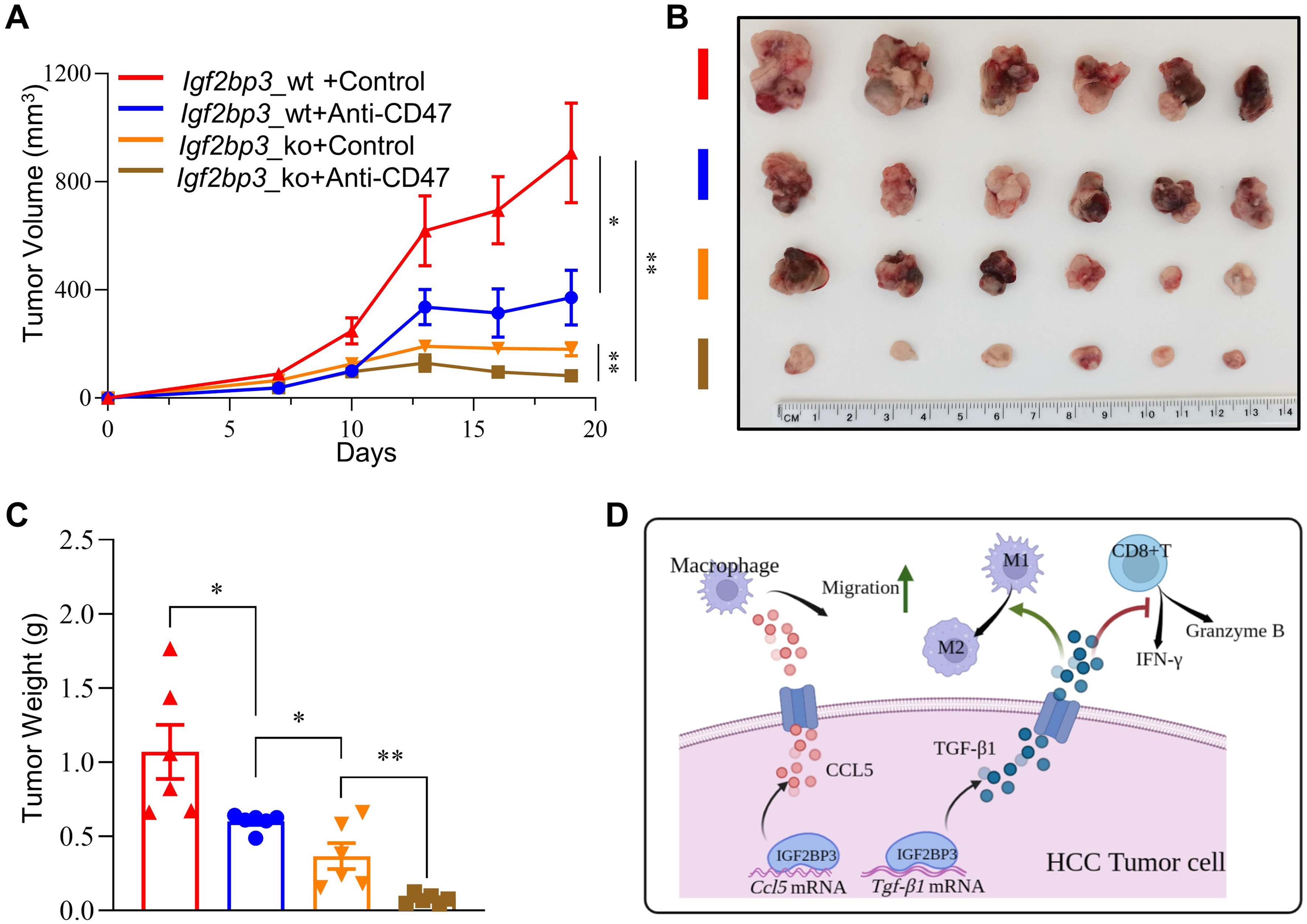 Combined treatment with <italic>Igf2bp3</italic> knockout and CD47 blockade has synergistic antitumorigenic effects in the mouse HCC model.