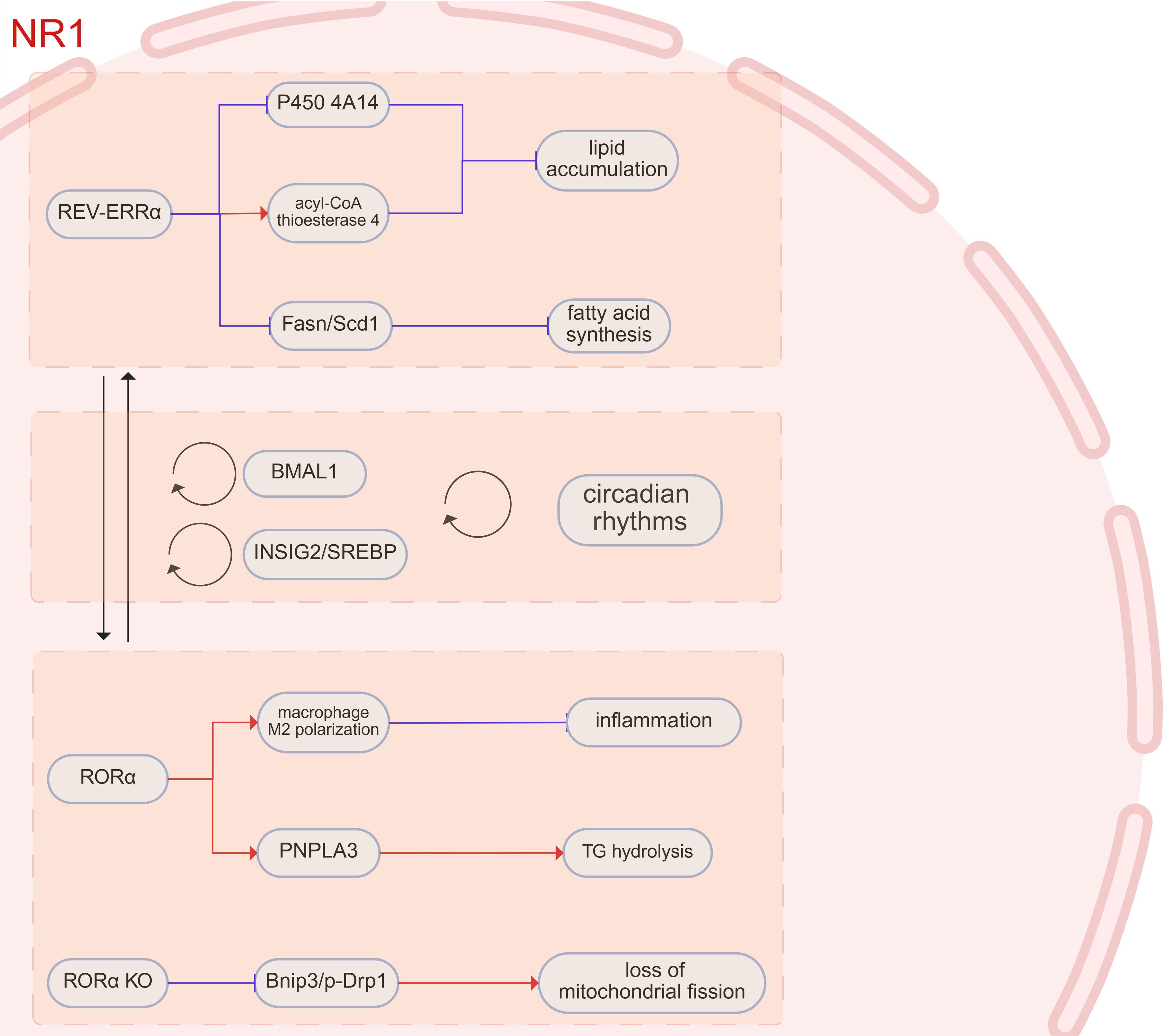 Intracellular pathways of NR1.