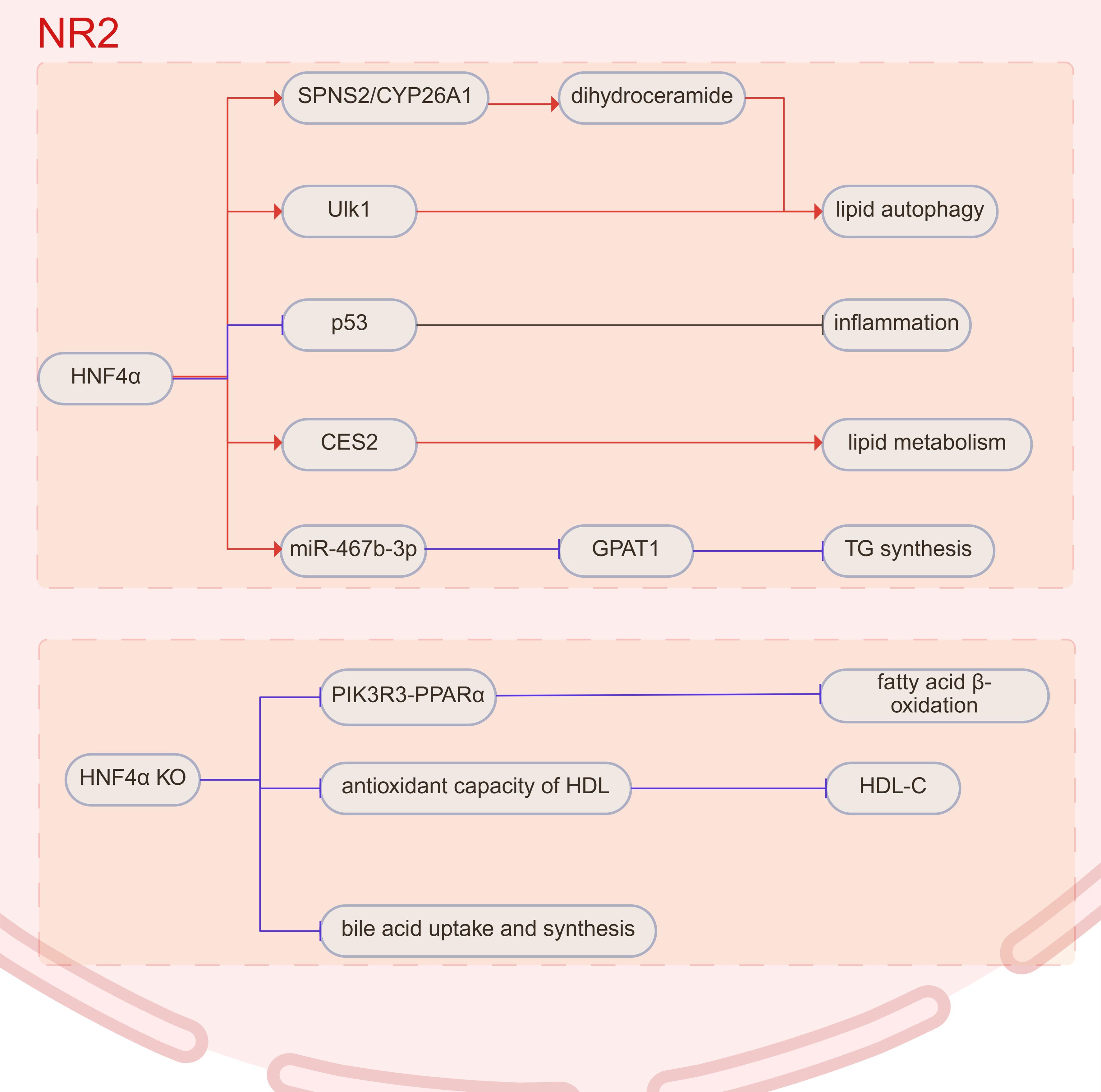 Intracellular pathways of NR2.