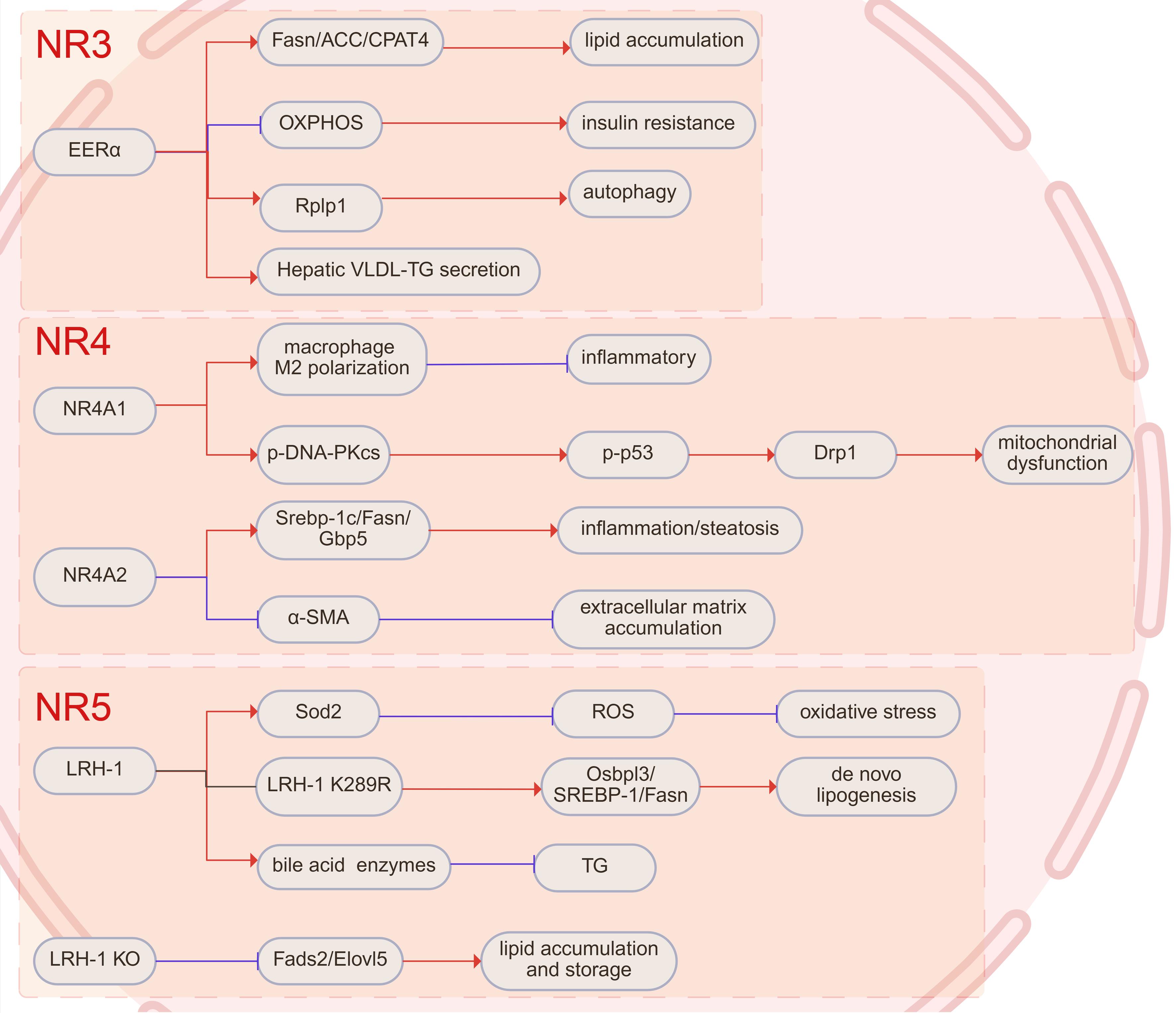 Intracellular pathways of NR3-5.