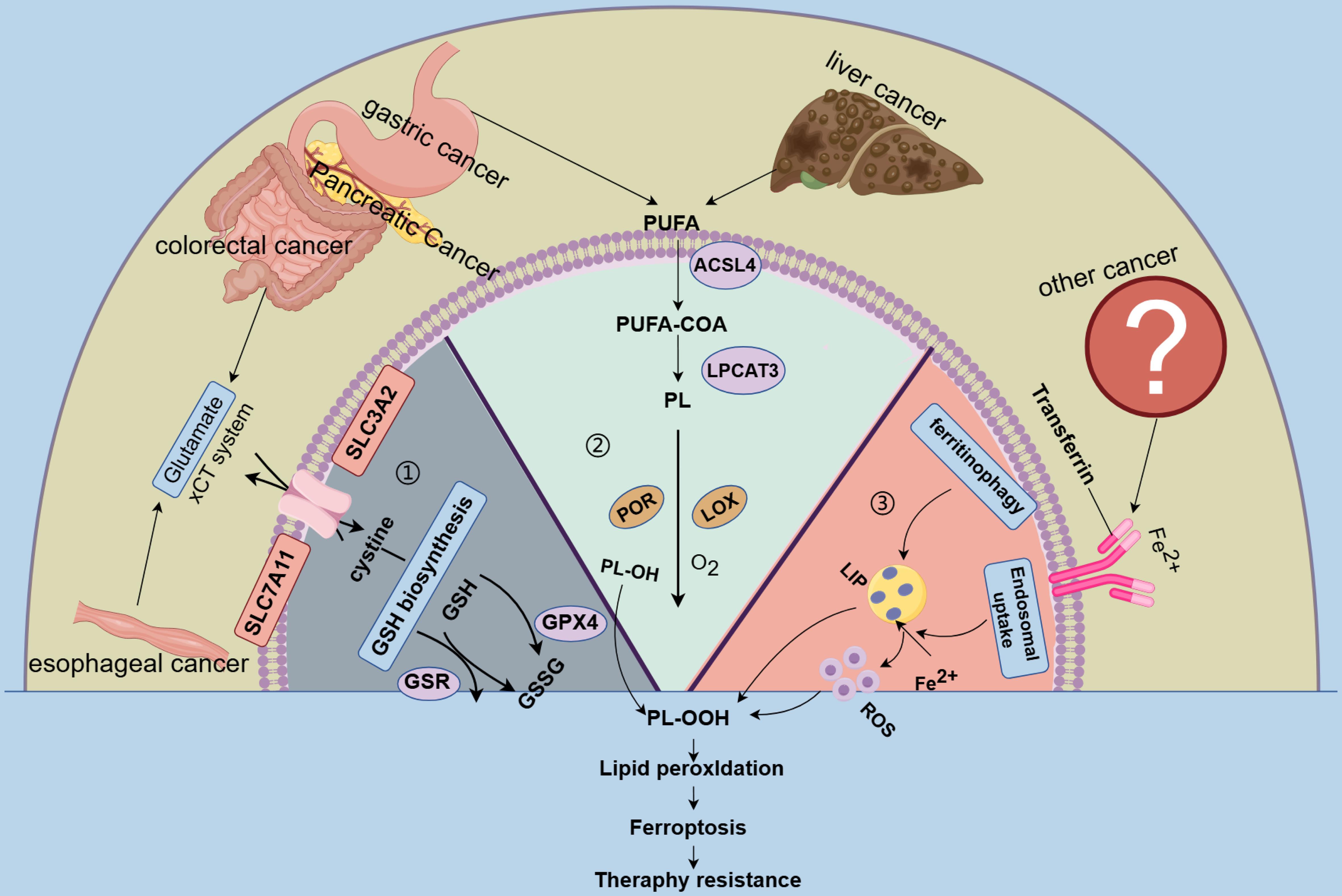 The mechanism of gastrointestinal tumors involved in the ferroptosis pathway.